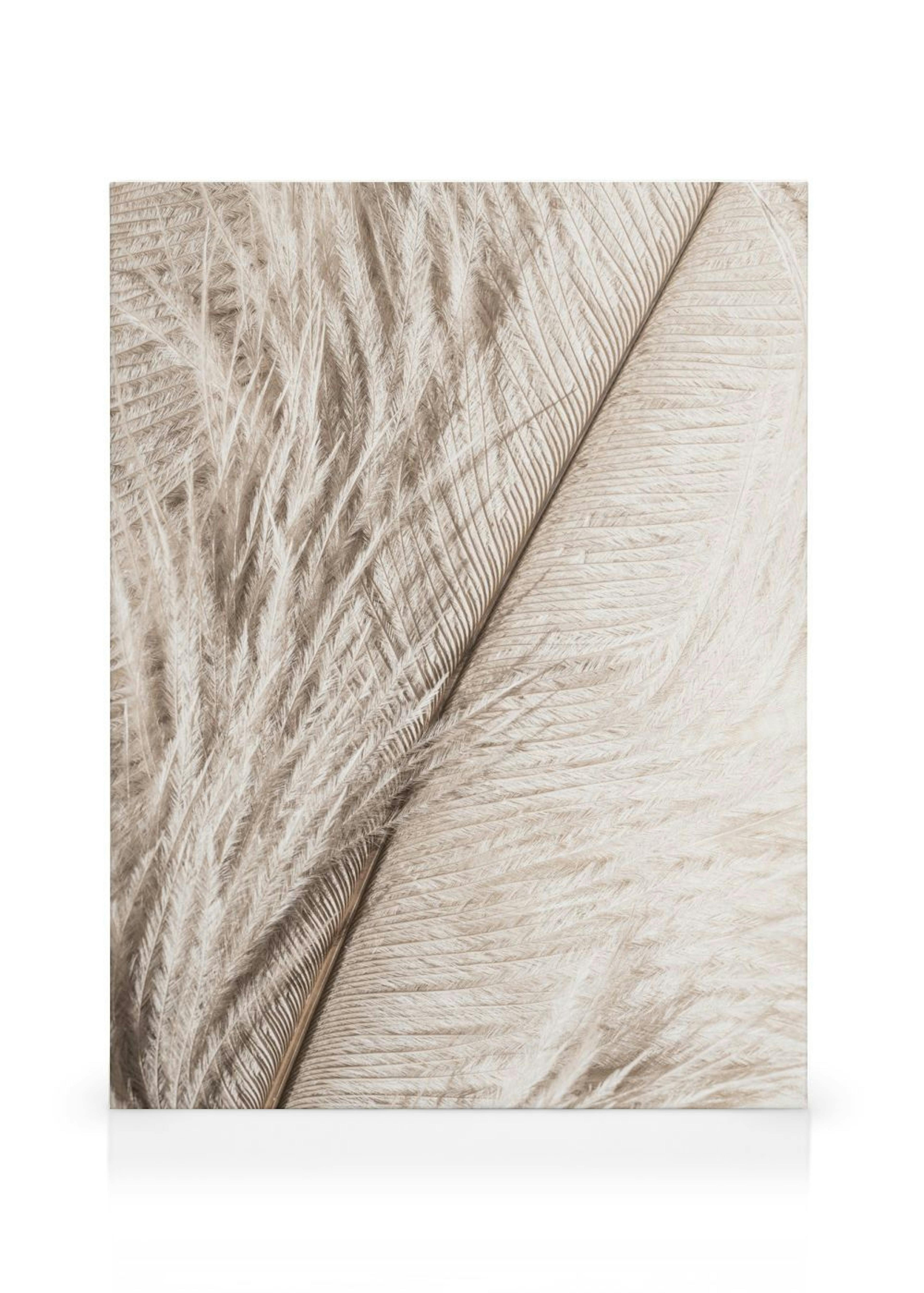 Feather Close Up Quadro em tela