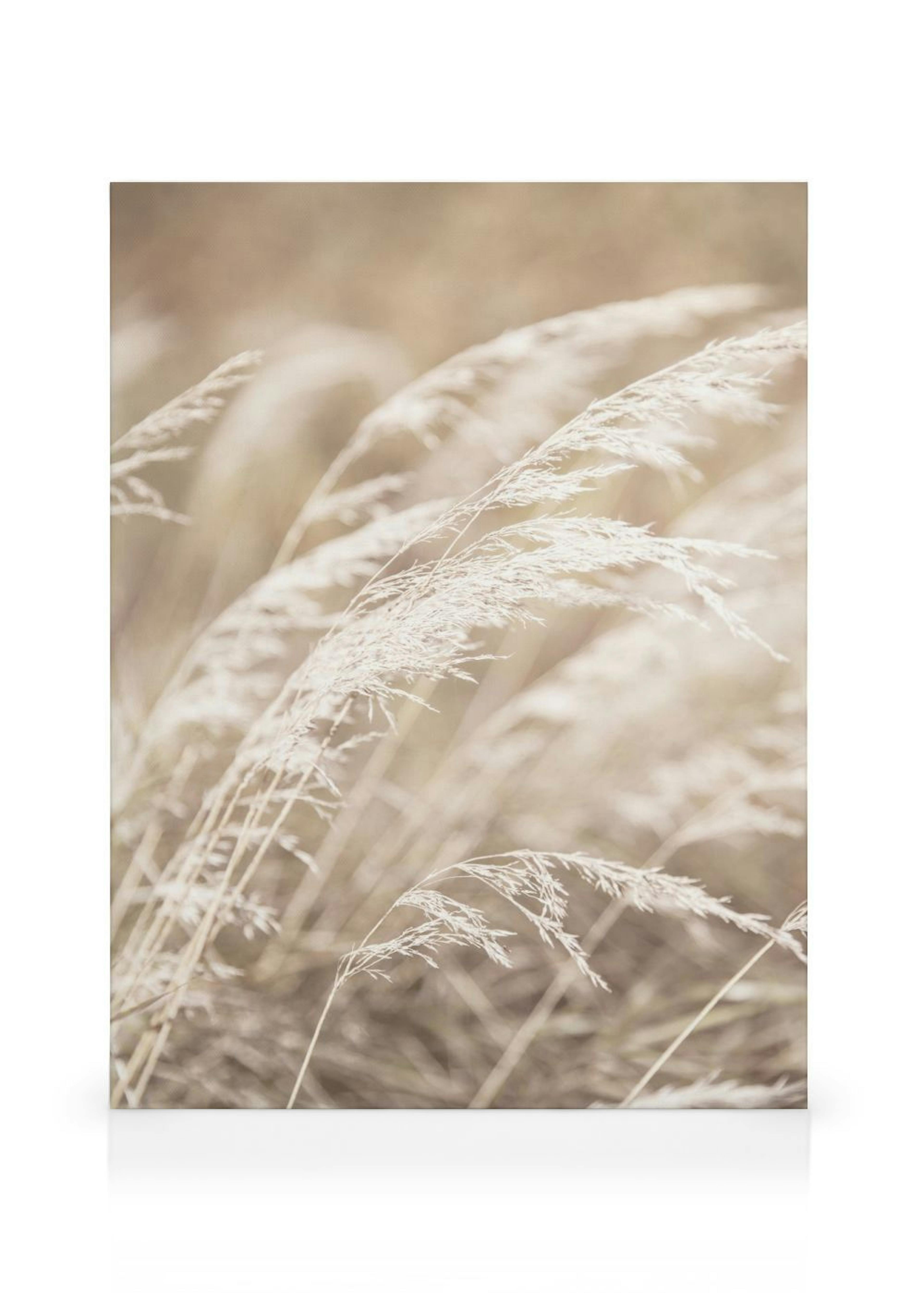 Dried Grass on Field No4 Tela