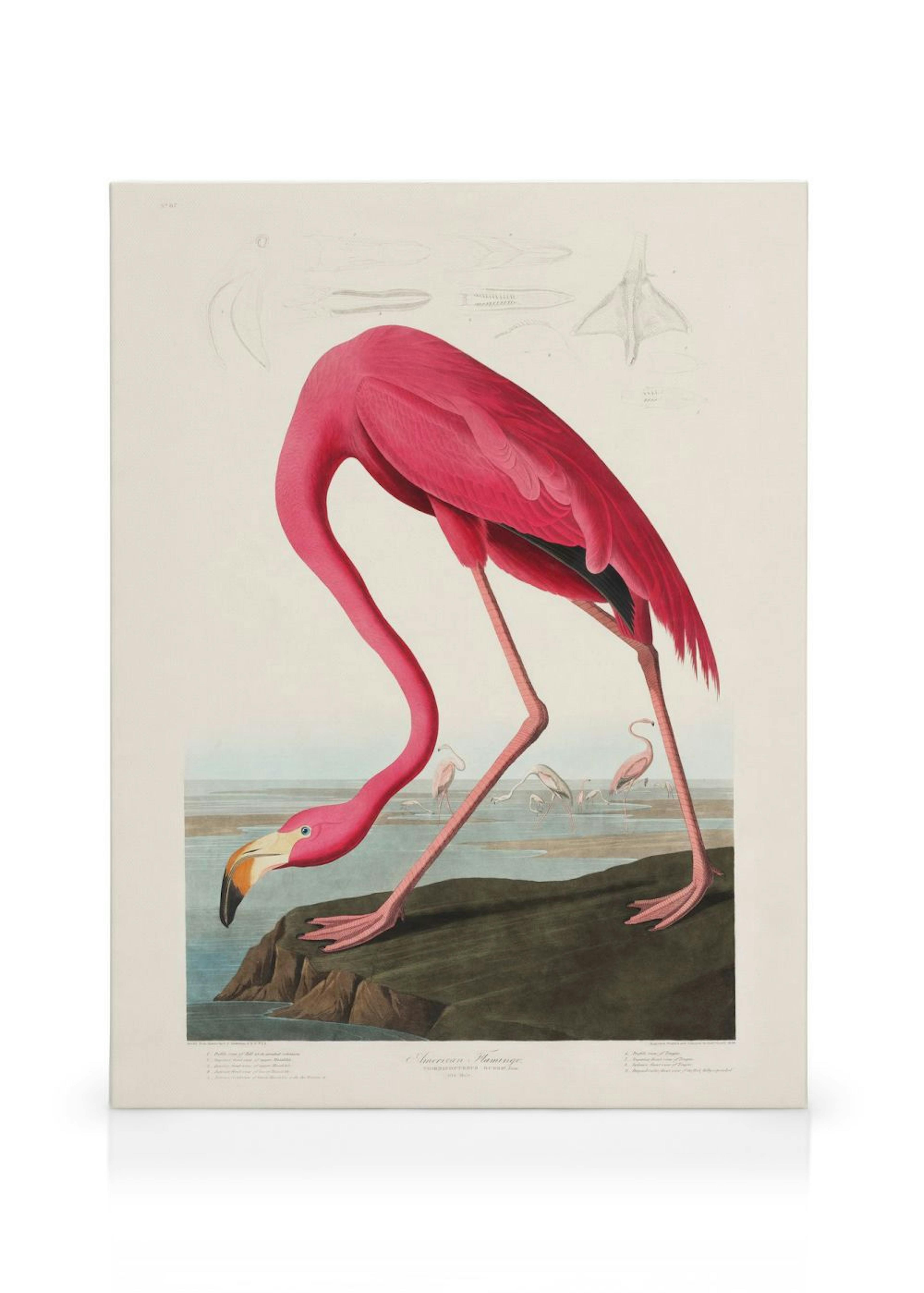 Audubon - Pink Flamingo from Birds of America Toile