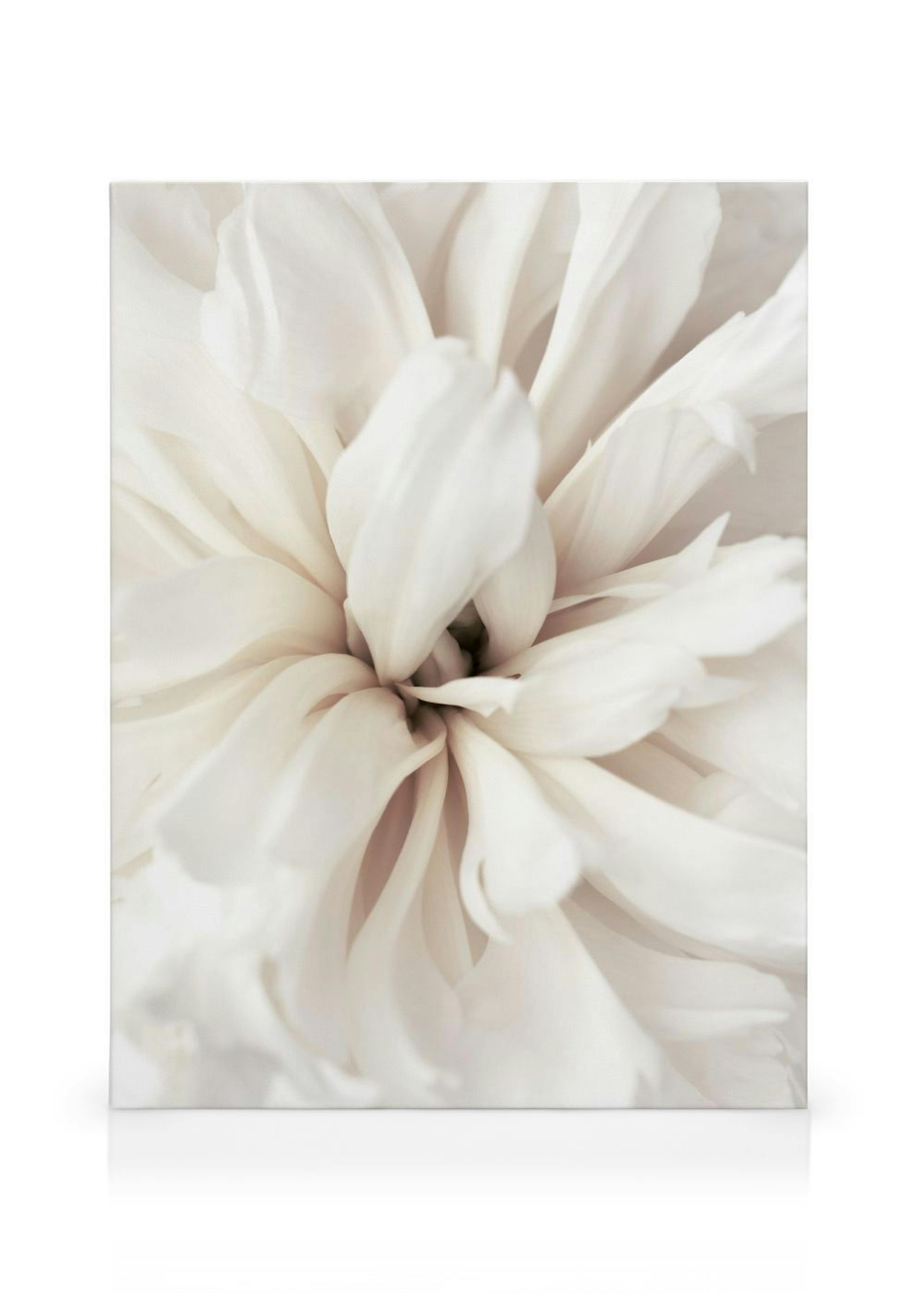 Close Up Blossom Stampa su Tela