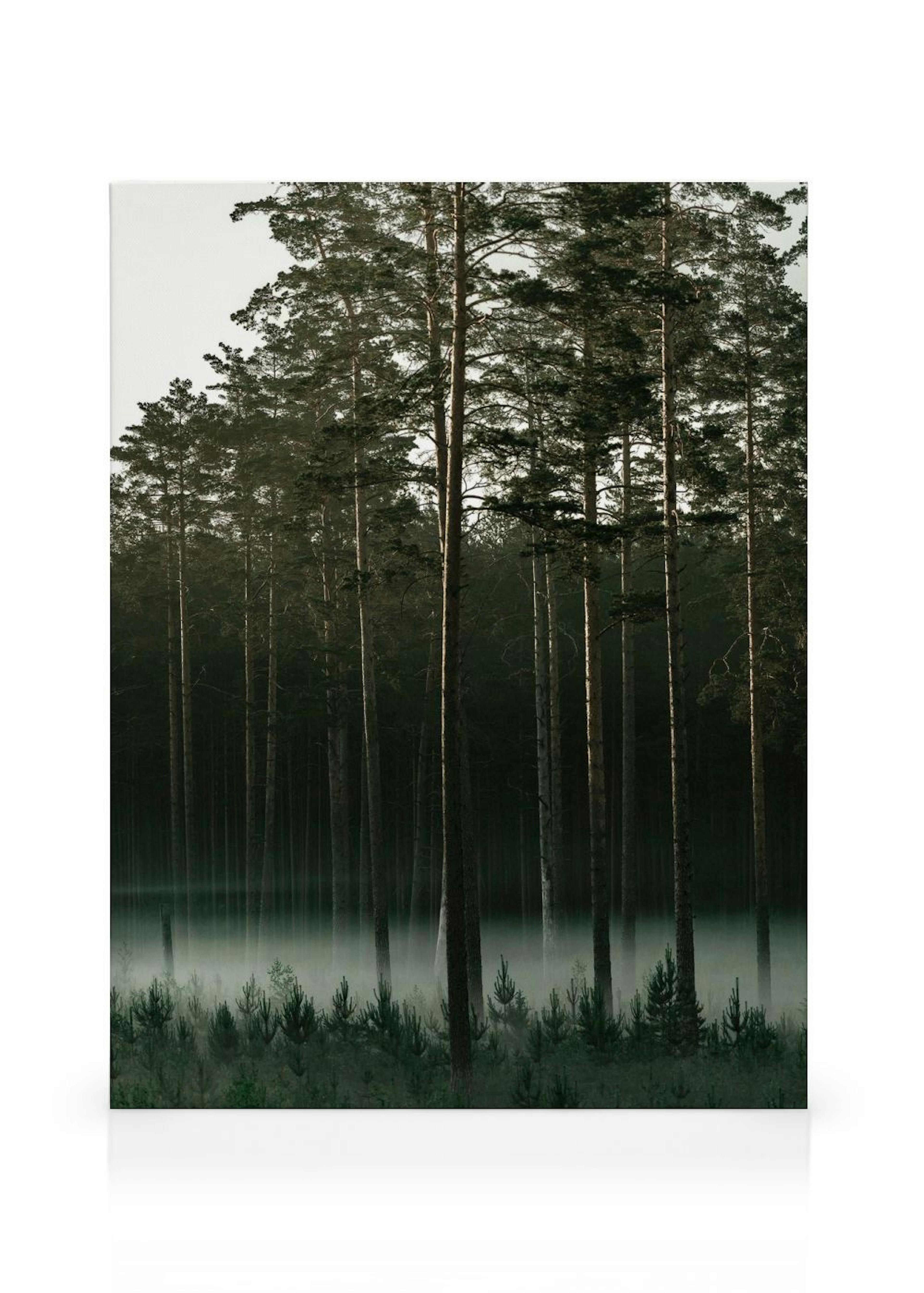 Misty Forest Obraz na płótnie