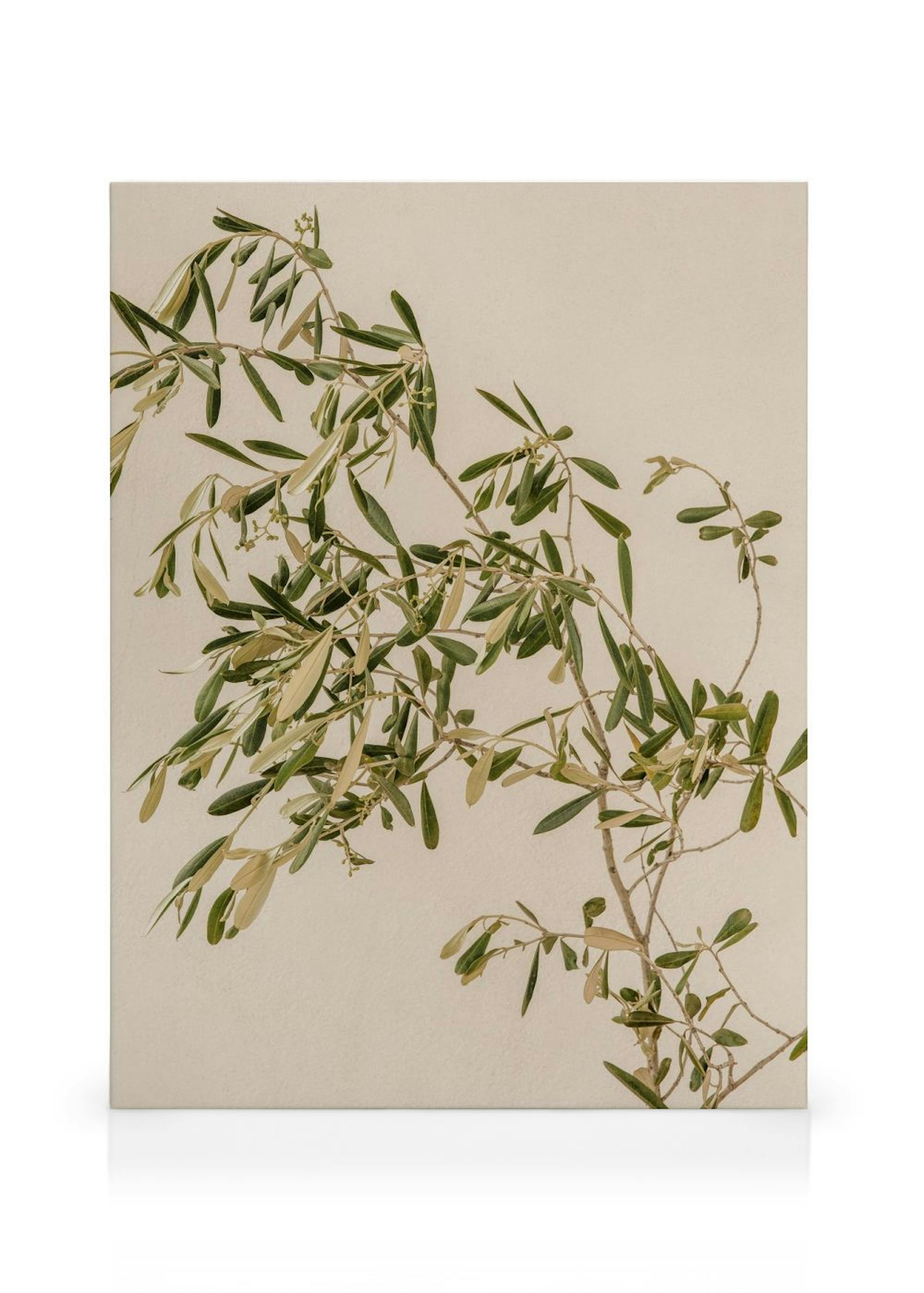 Mediterranean Olive Branch Canvas print