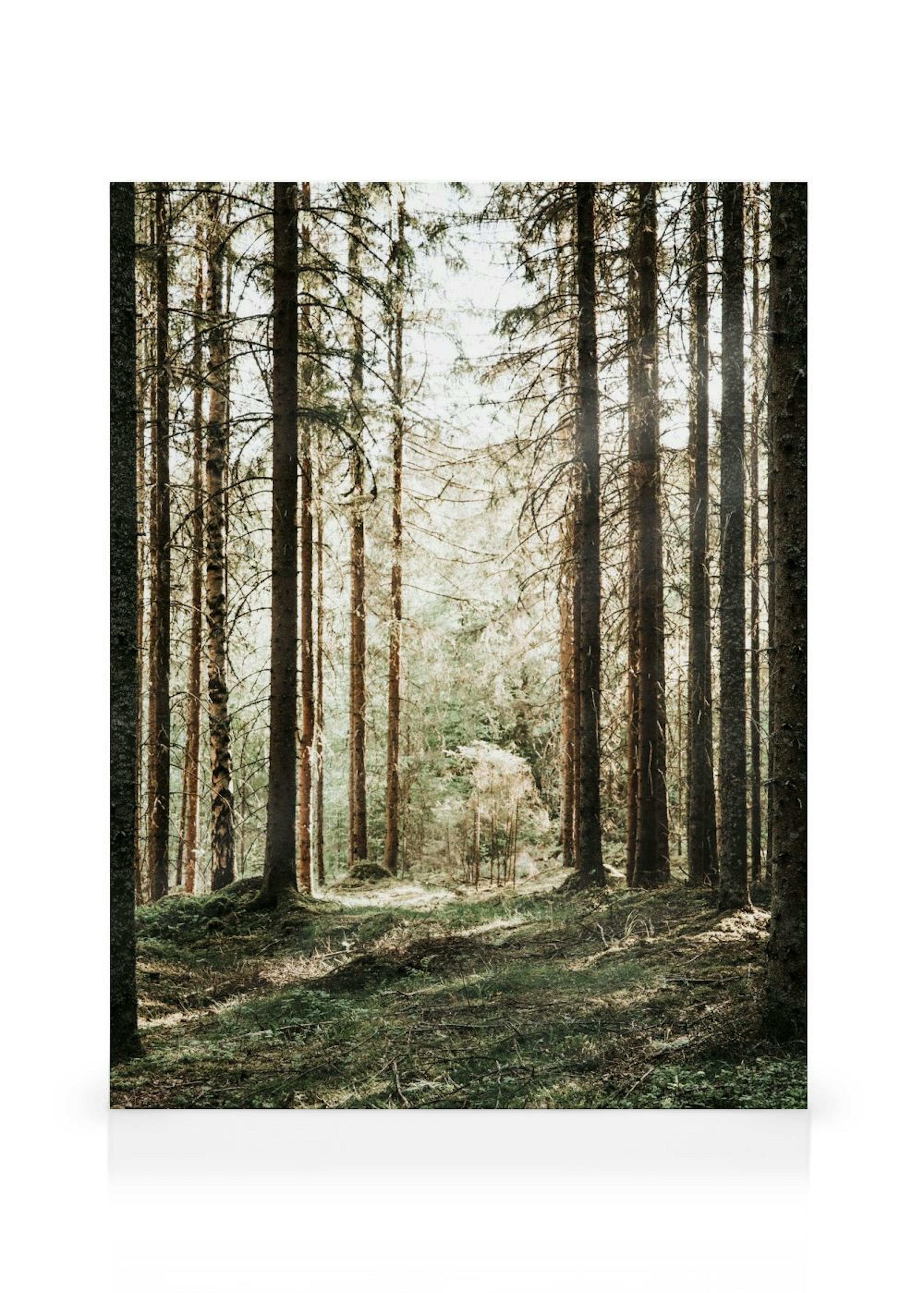 Forest Grove Kanvaasi