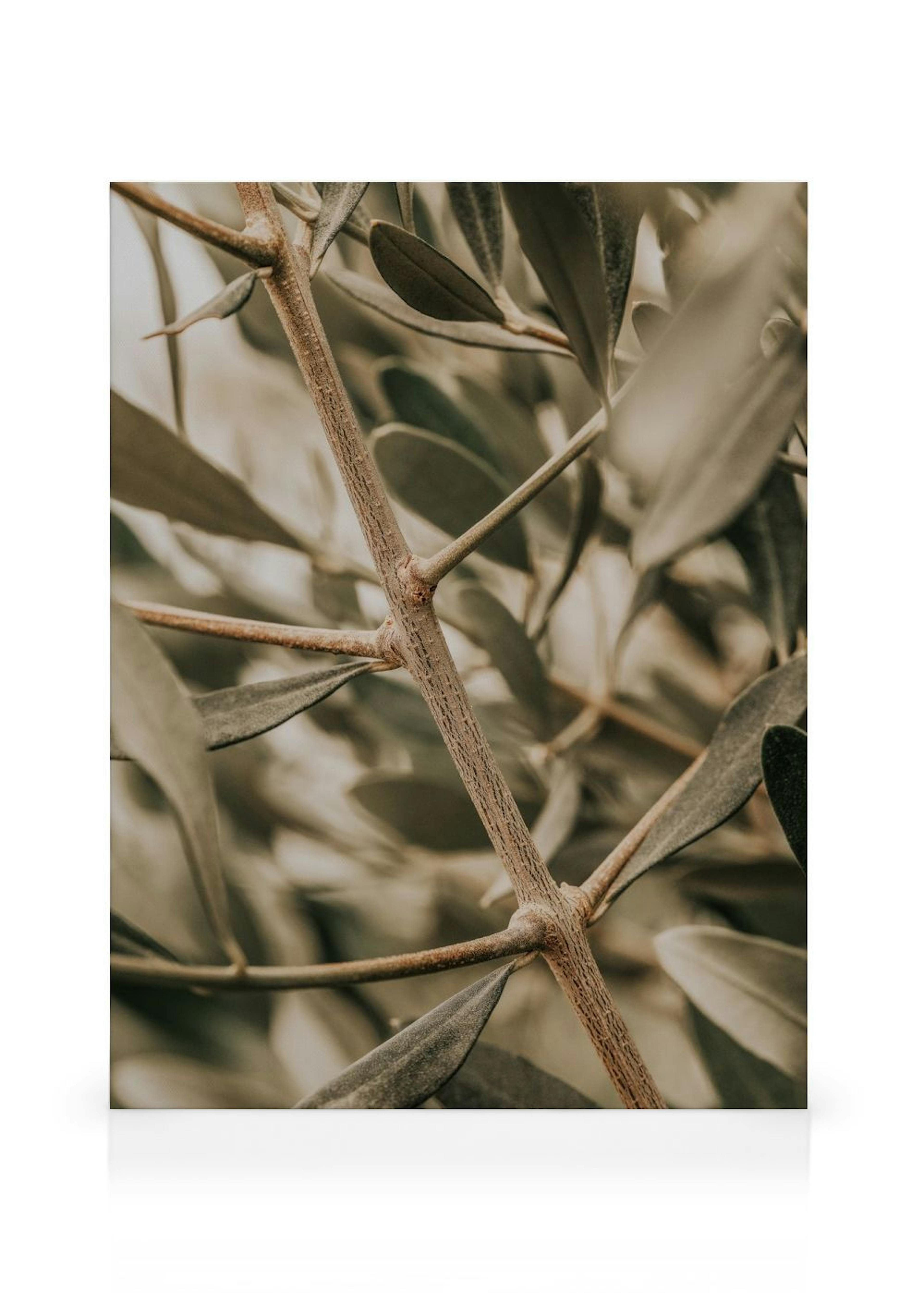 Detailed Olive Branch Poster
