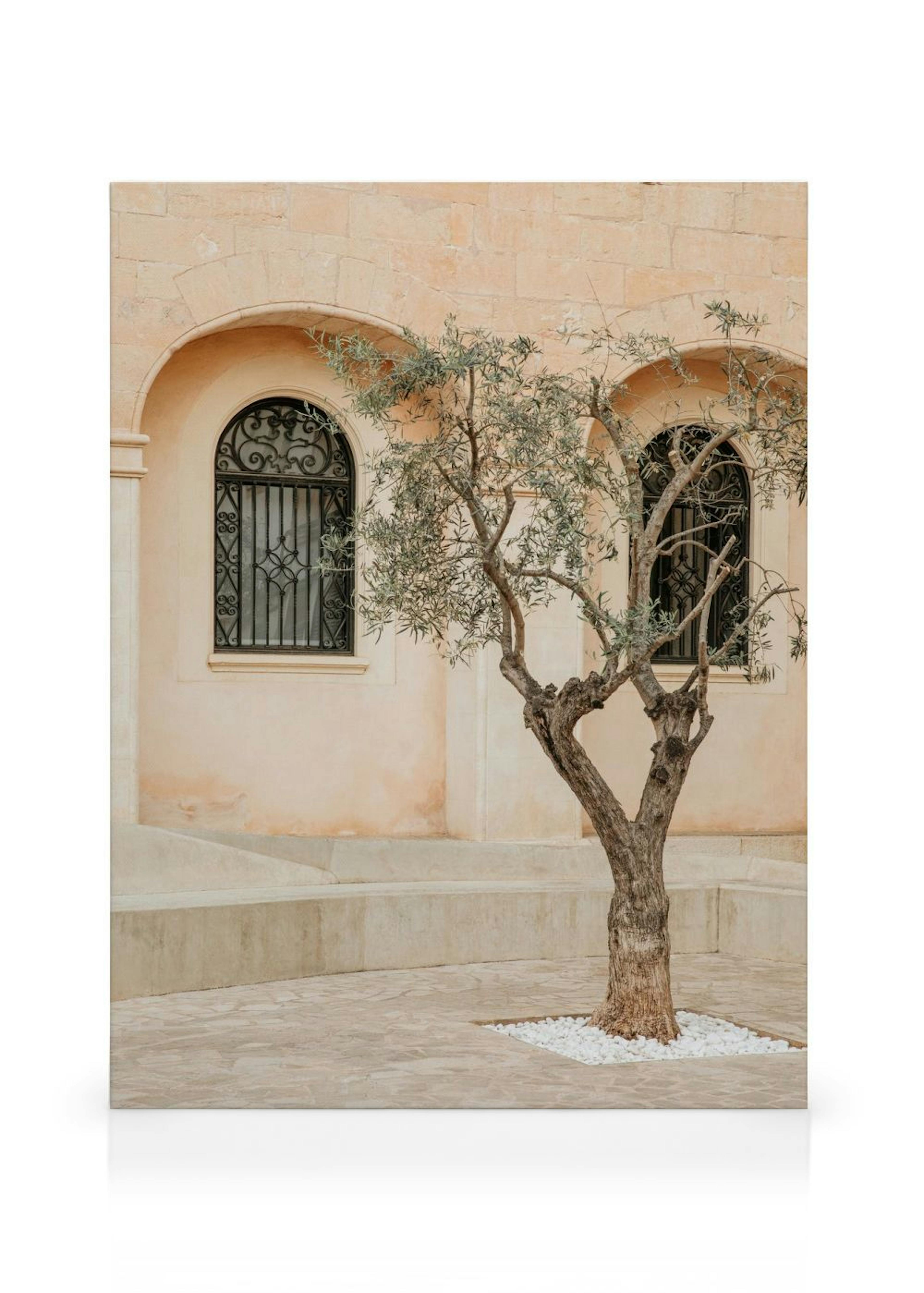 Lonely Olive Tree Obraz na plátne