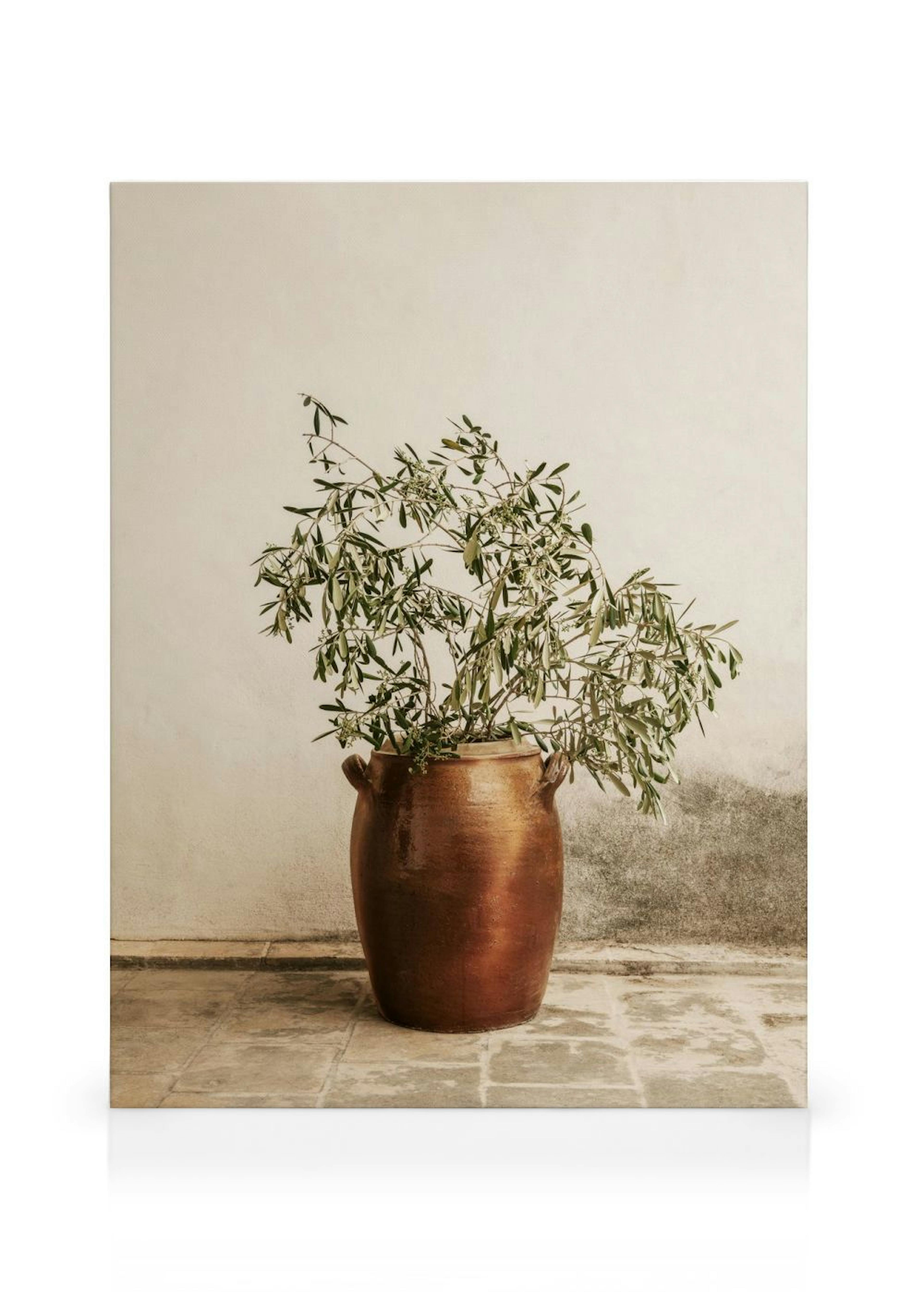 Rustic Olive Branch Canvas