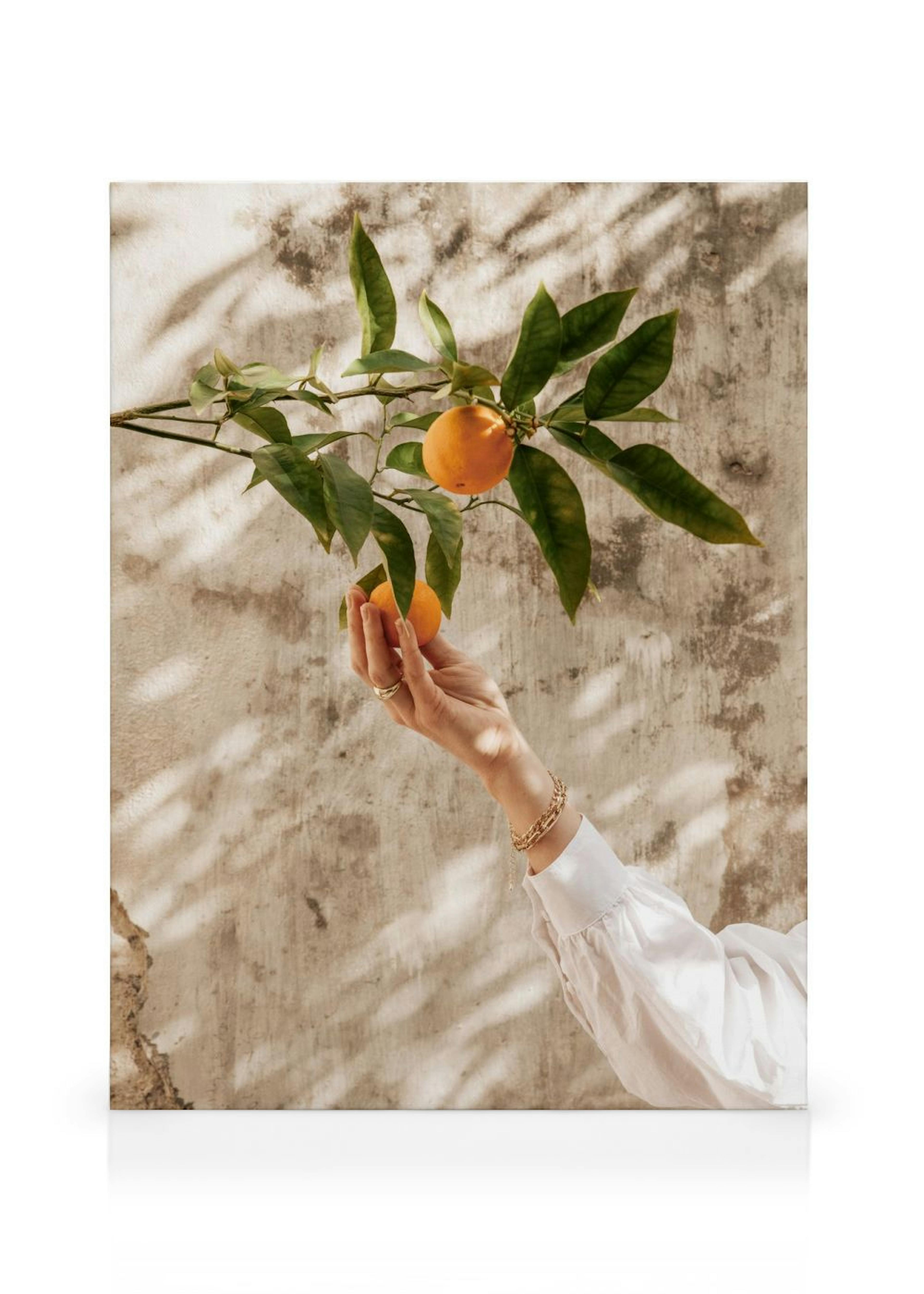 Picking Oranges Leinwandbild
