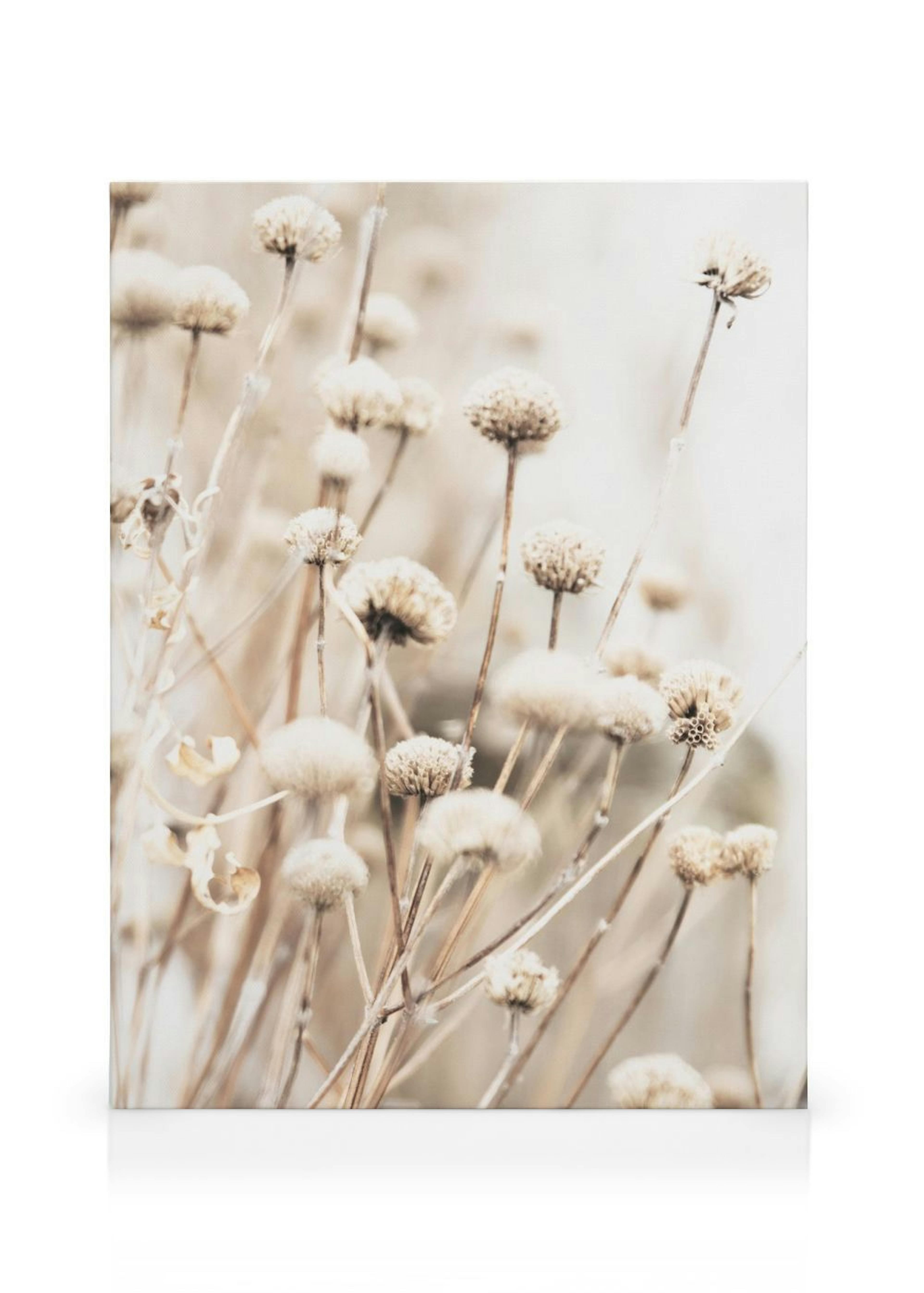 Delicate Dry Flowers Leinwandbild