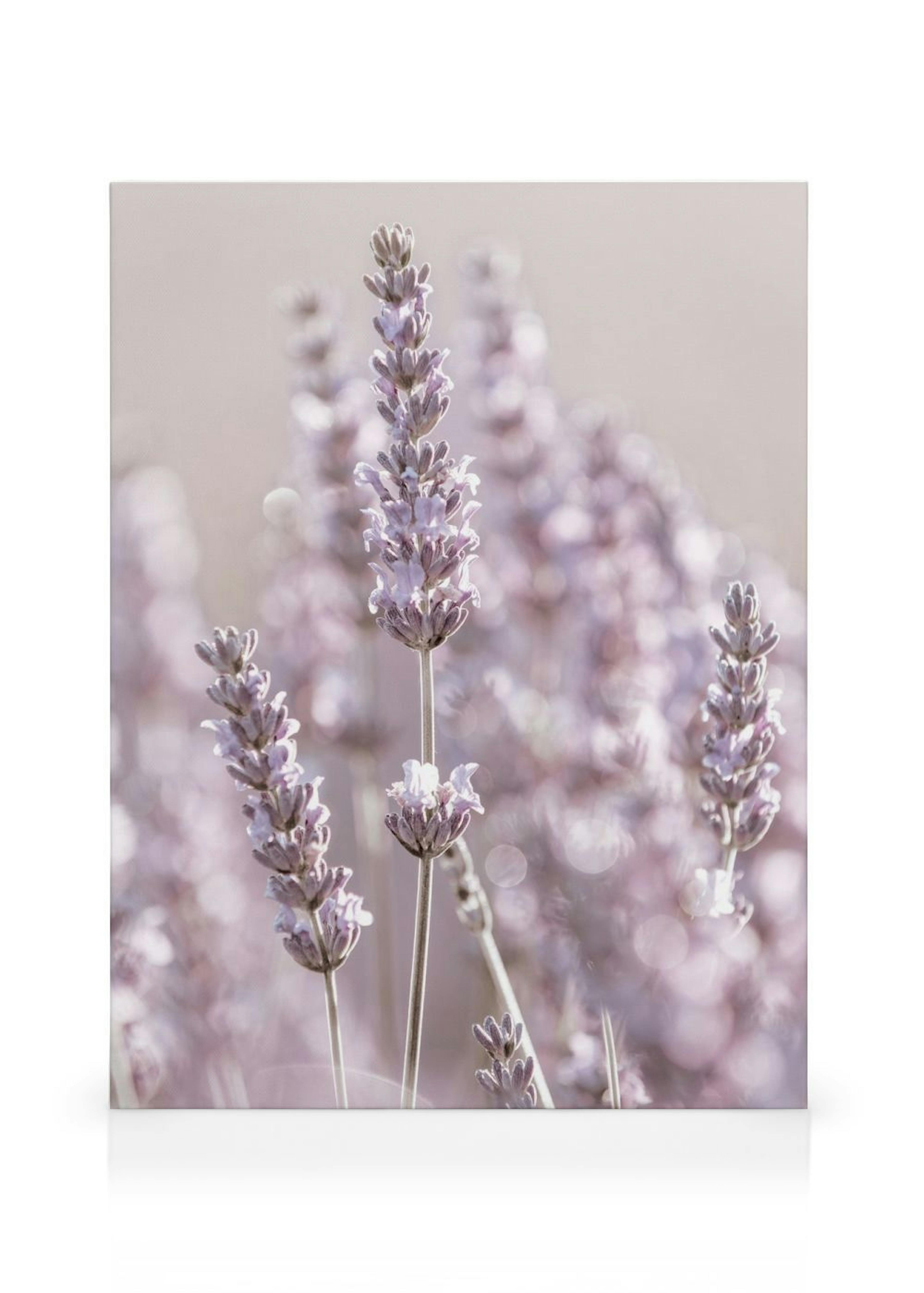 Lavender Flowers Καμβά