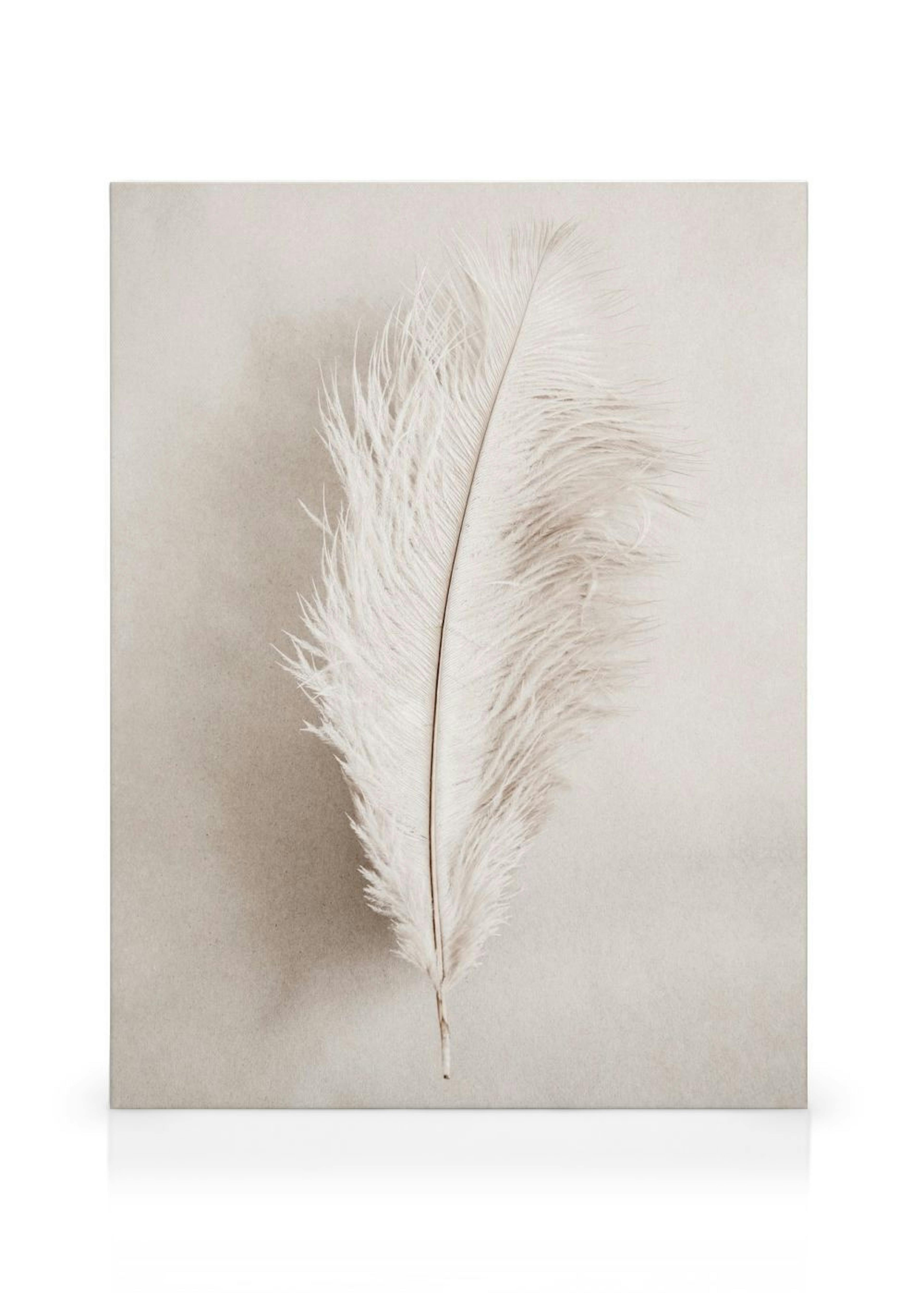 As a Feather Toile