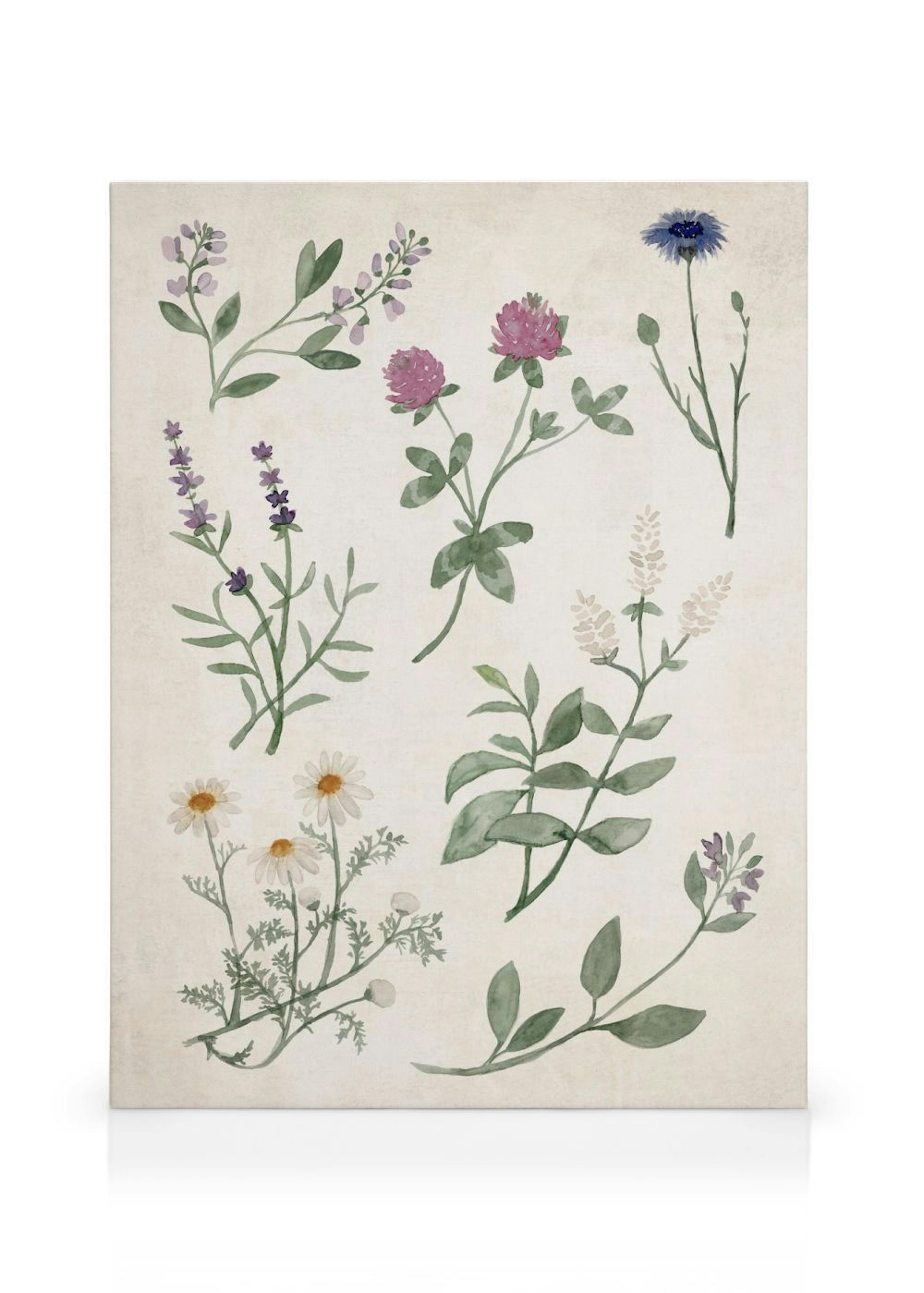 Herbs and Wildflowers Canvas print