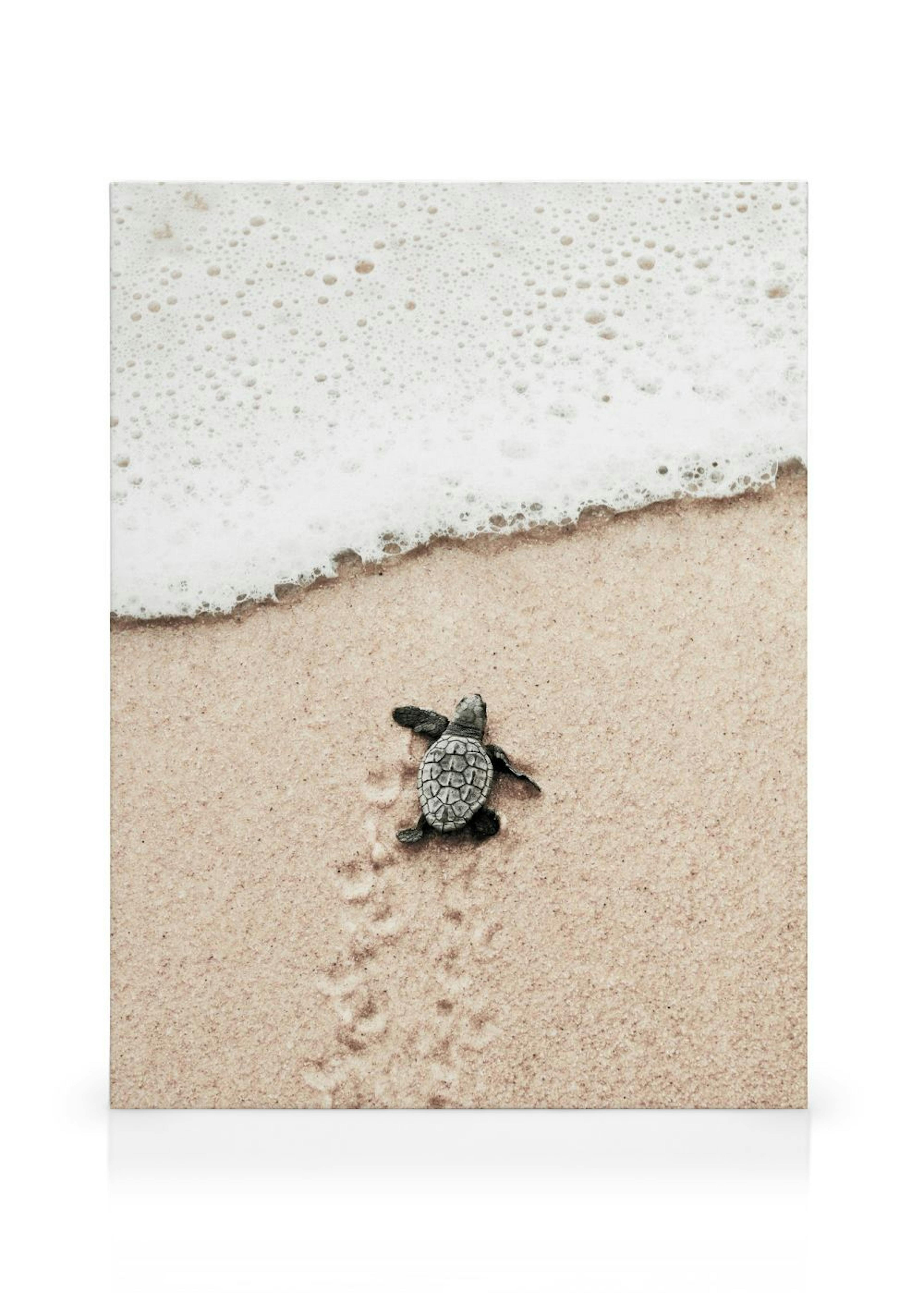 Baby Turtle Canvas