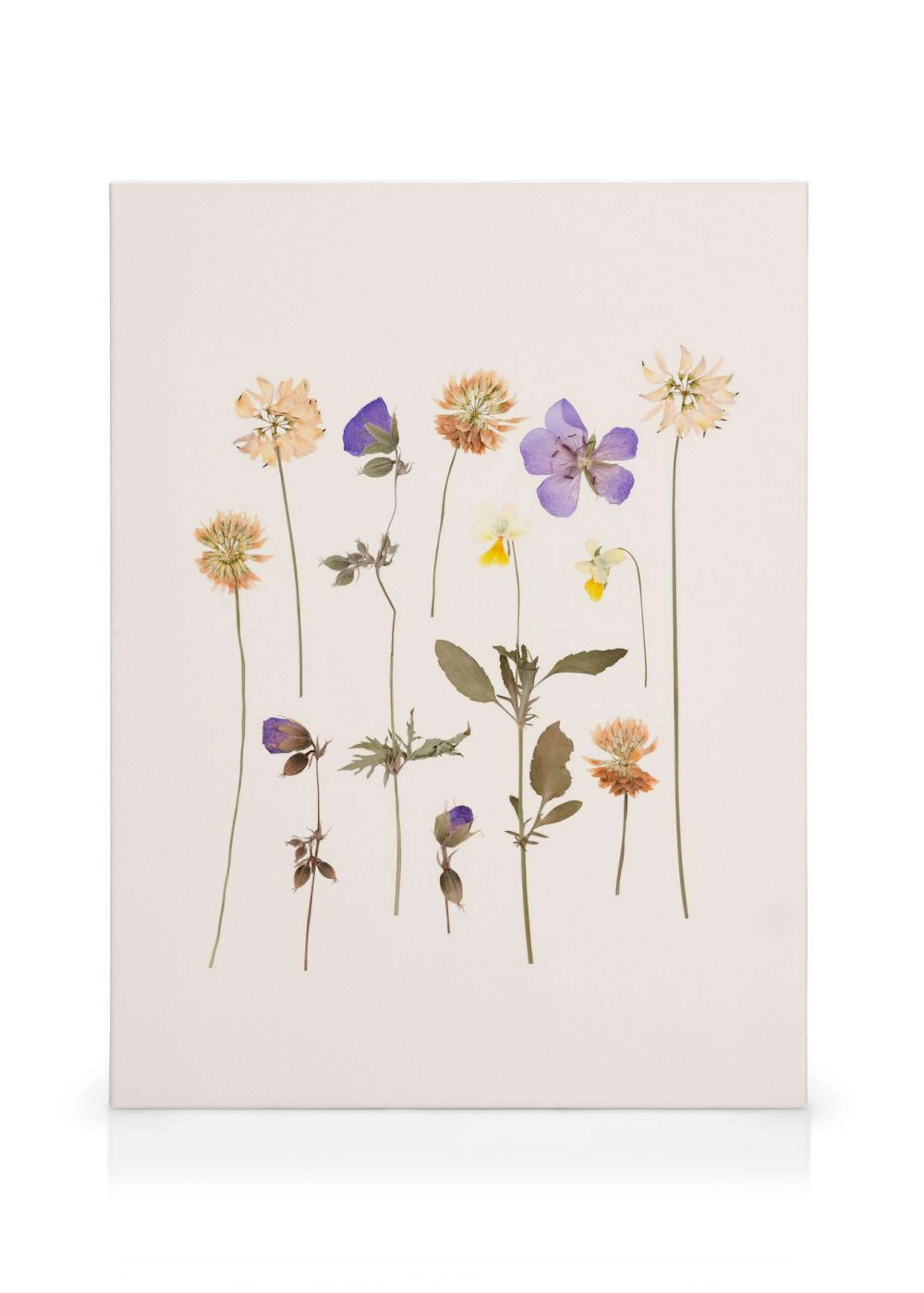 Pressed Flowers No2 obraz na plátně