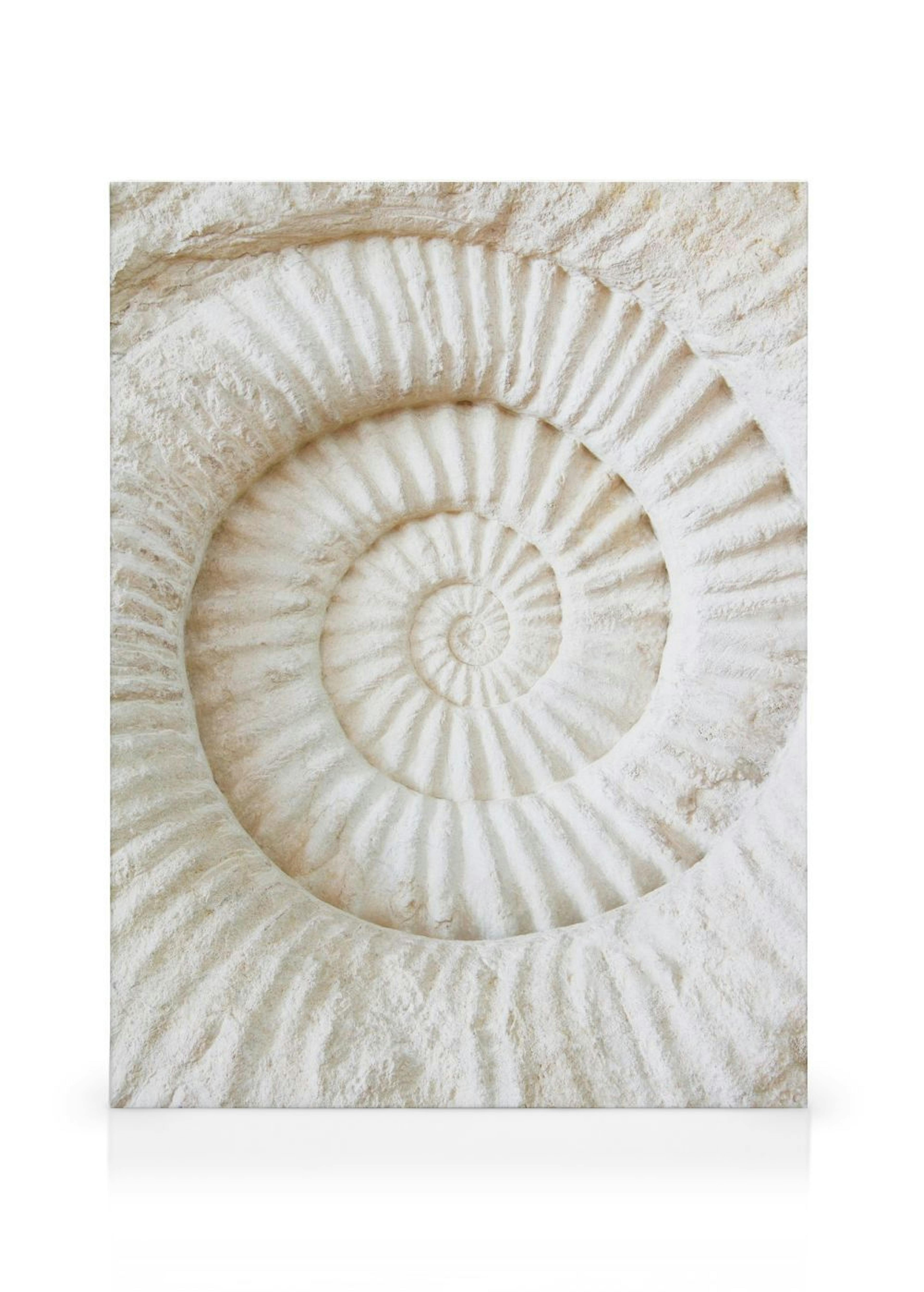 Ammonite Fossil Canvas print