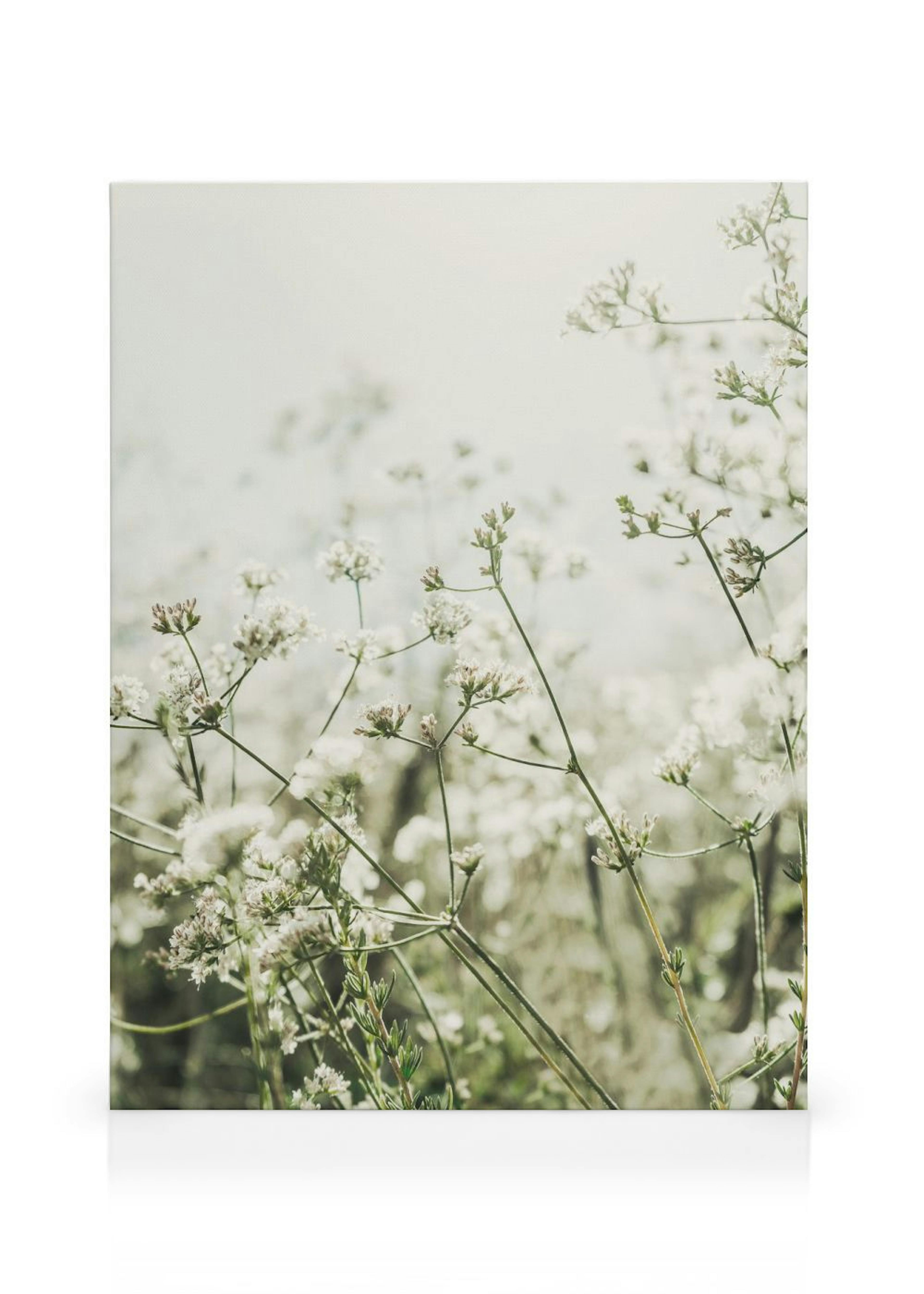 Wild White Flowers Canvastavla