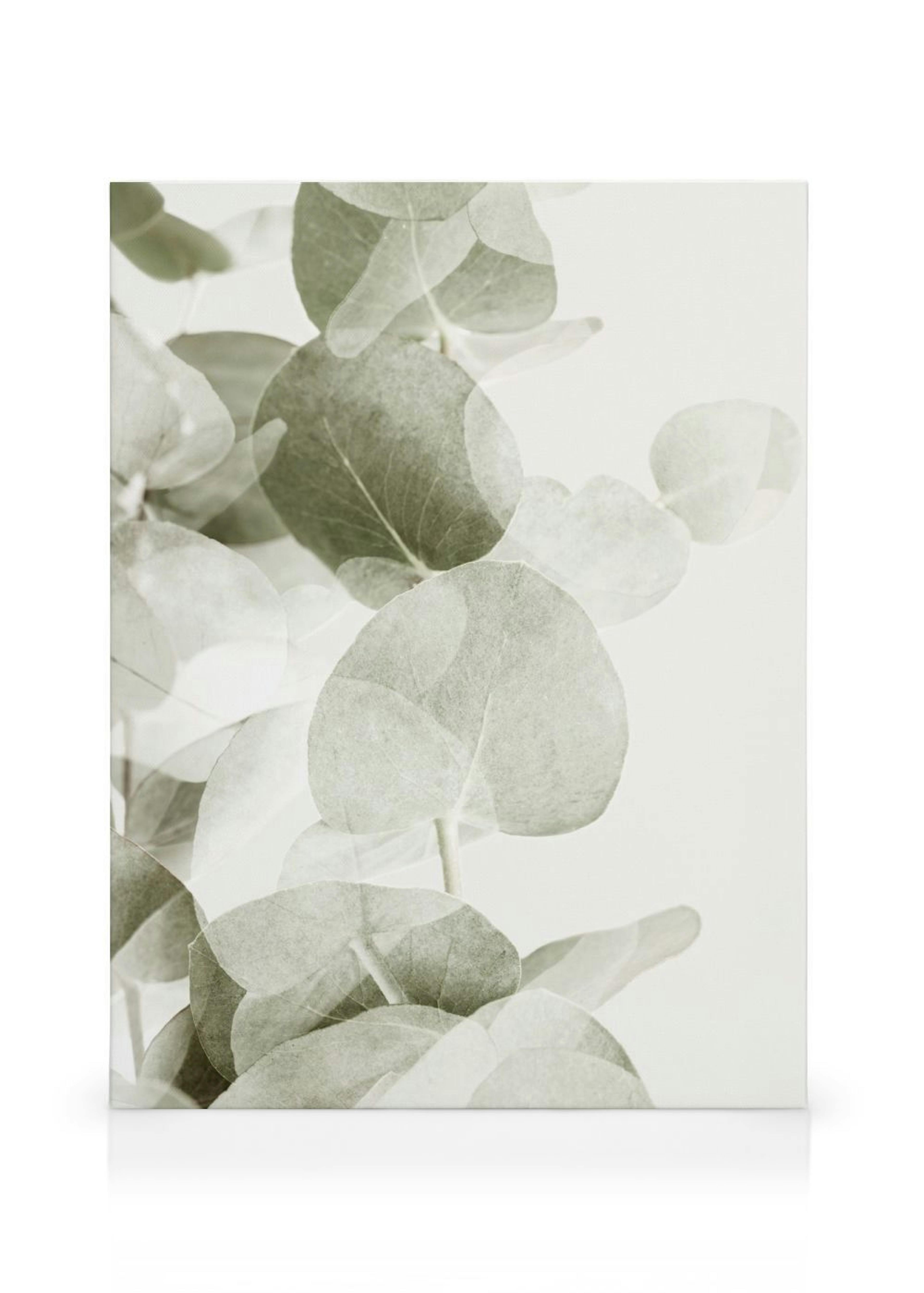 Abstract Eucalyptus No1 Stampa su Tela