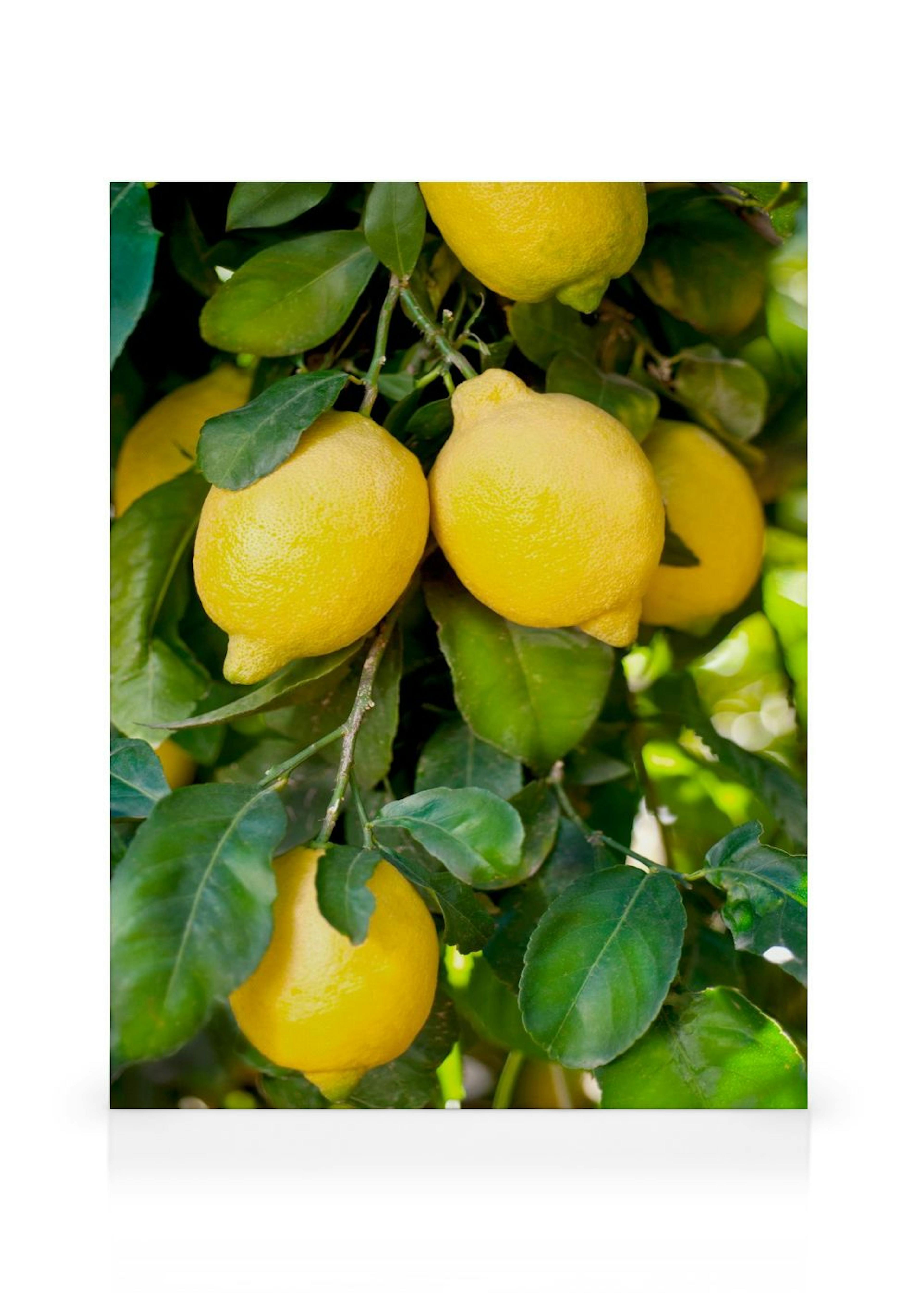 Fresh Lemons Obraz na plátne