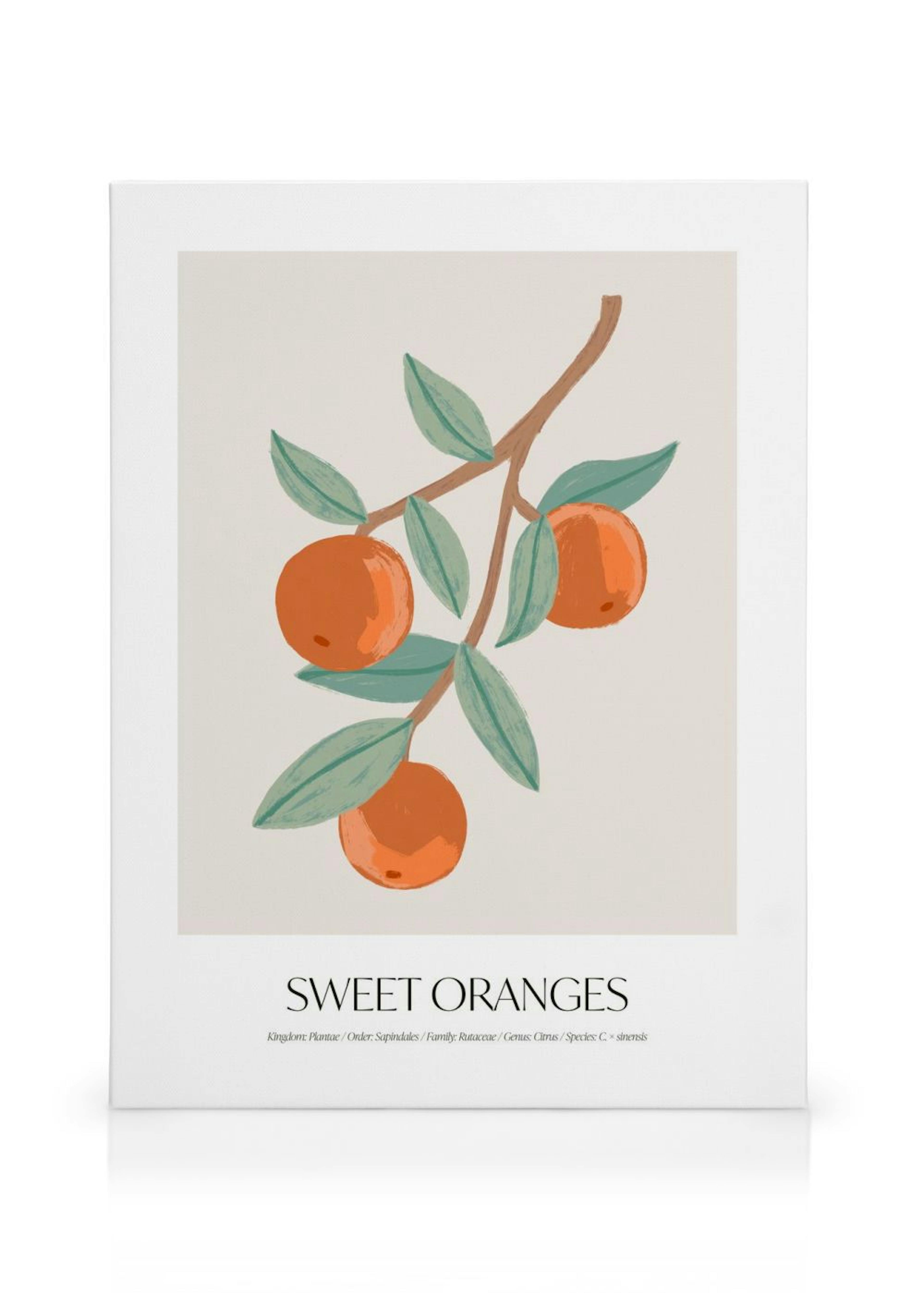Sweet Oranges Lienzo