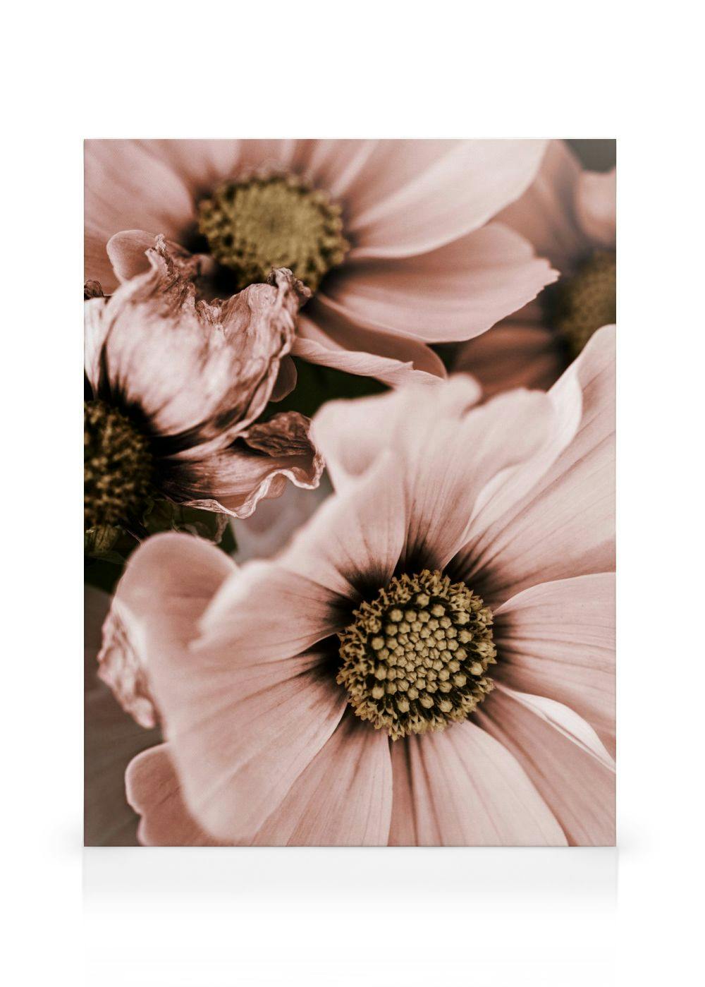 Lerret med tre store rosa blomster med gule sentre og uskarp bakgrunn