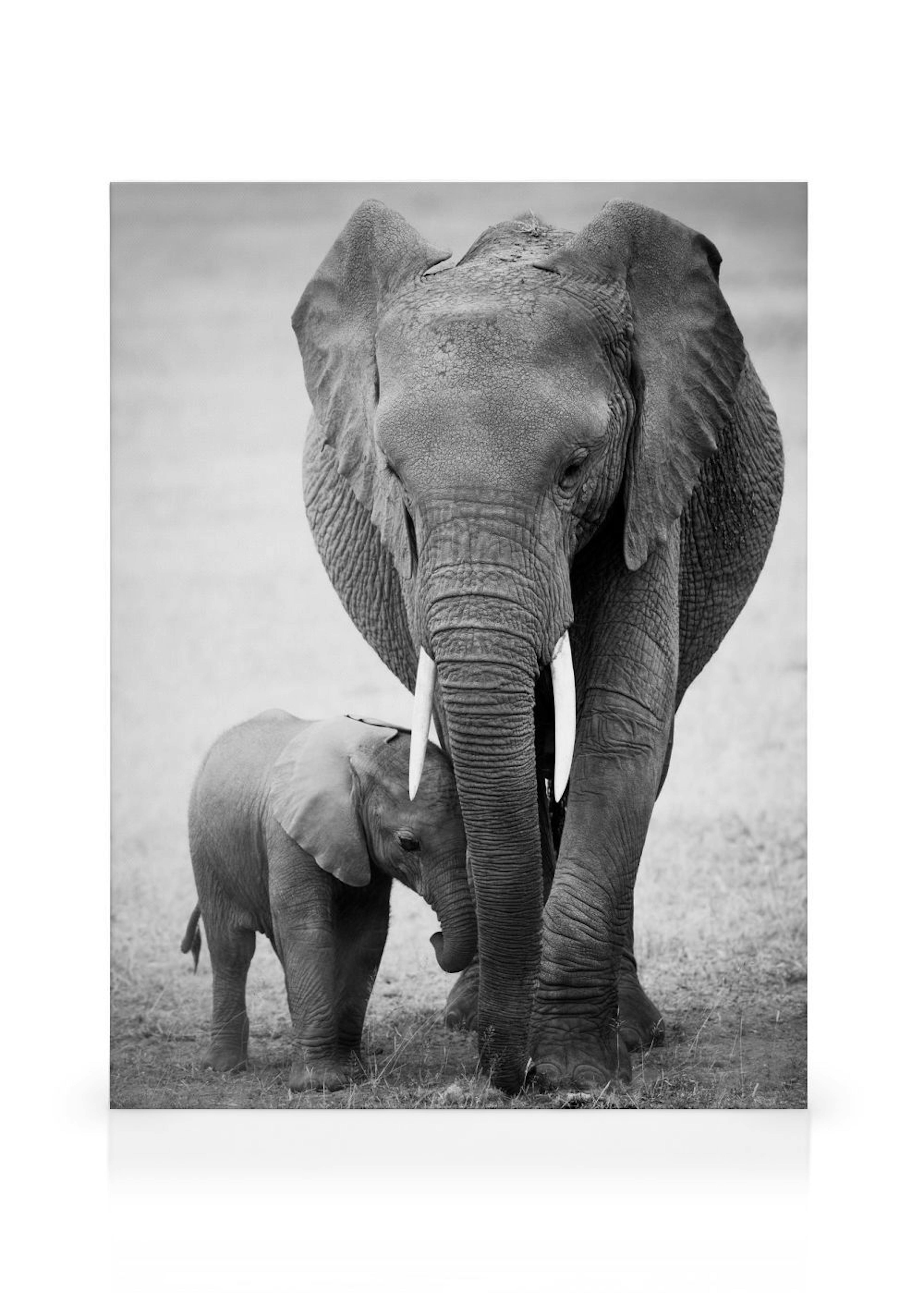 Elephant Love Canvas print