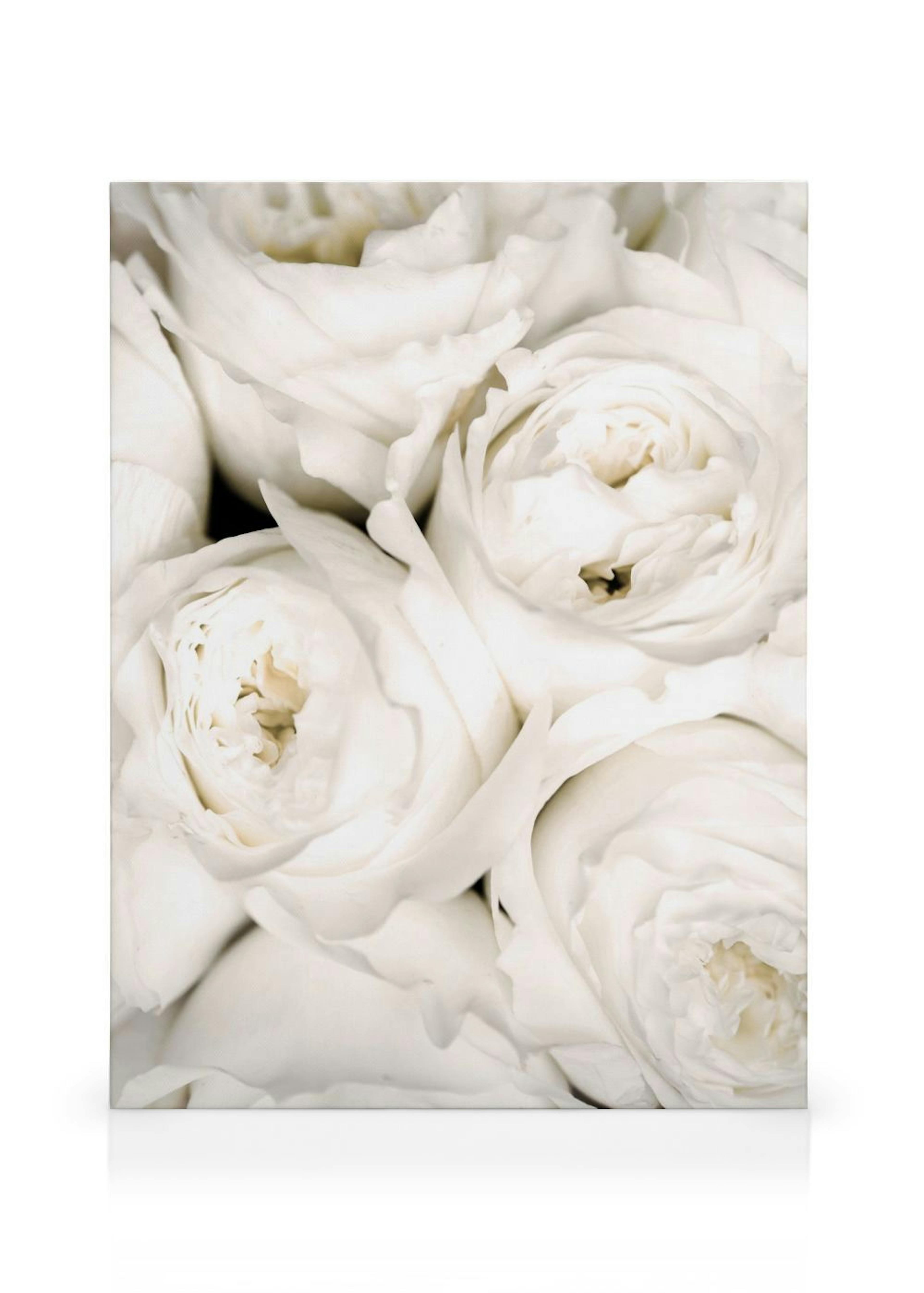 Ivory Roses Canvas print