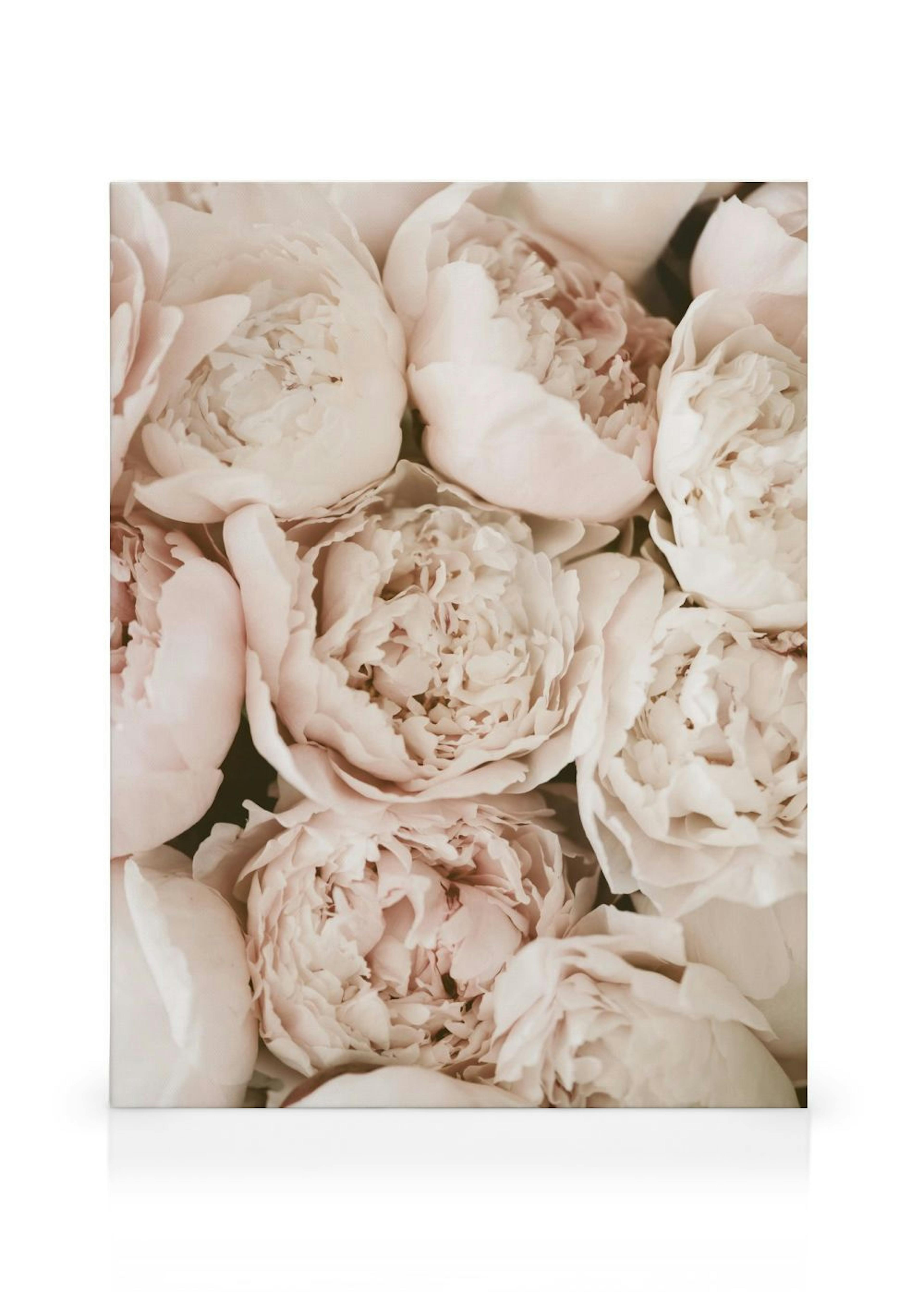 Pastel Peonies Leinwandbild