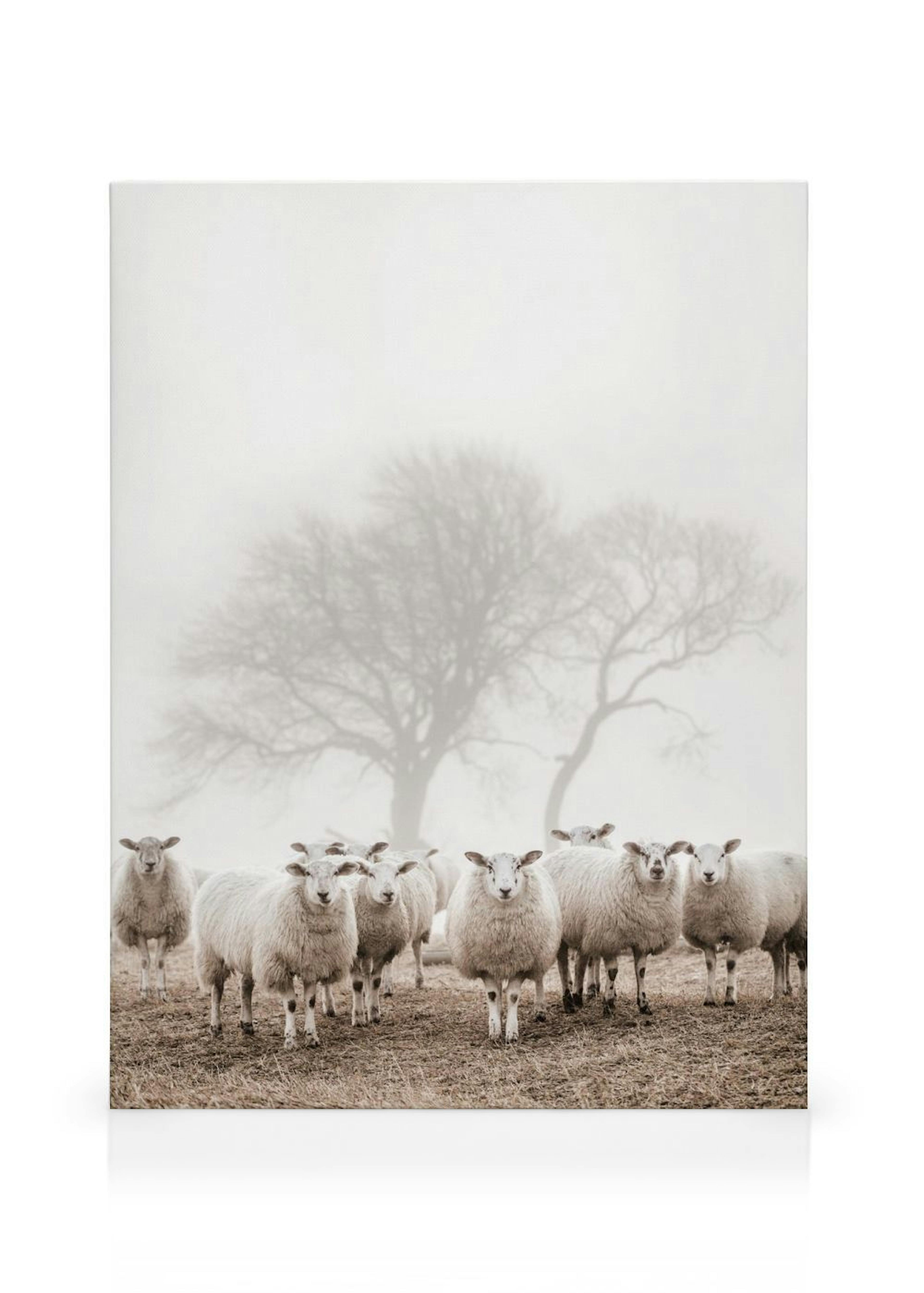 Sheep Herd Obraz na płótnie