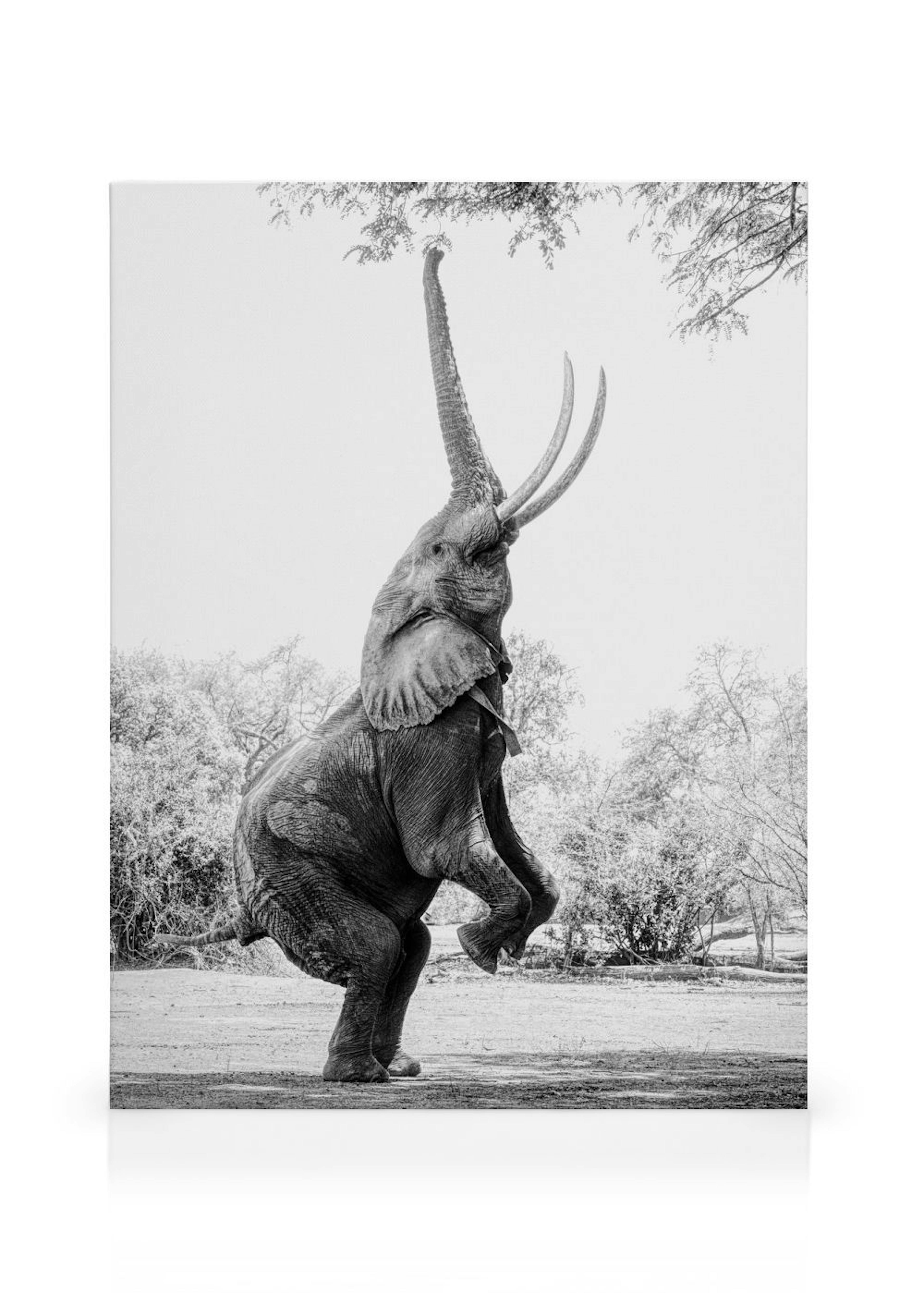 Balancing Elephant Canvastavla