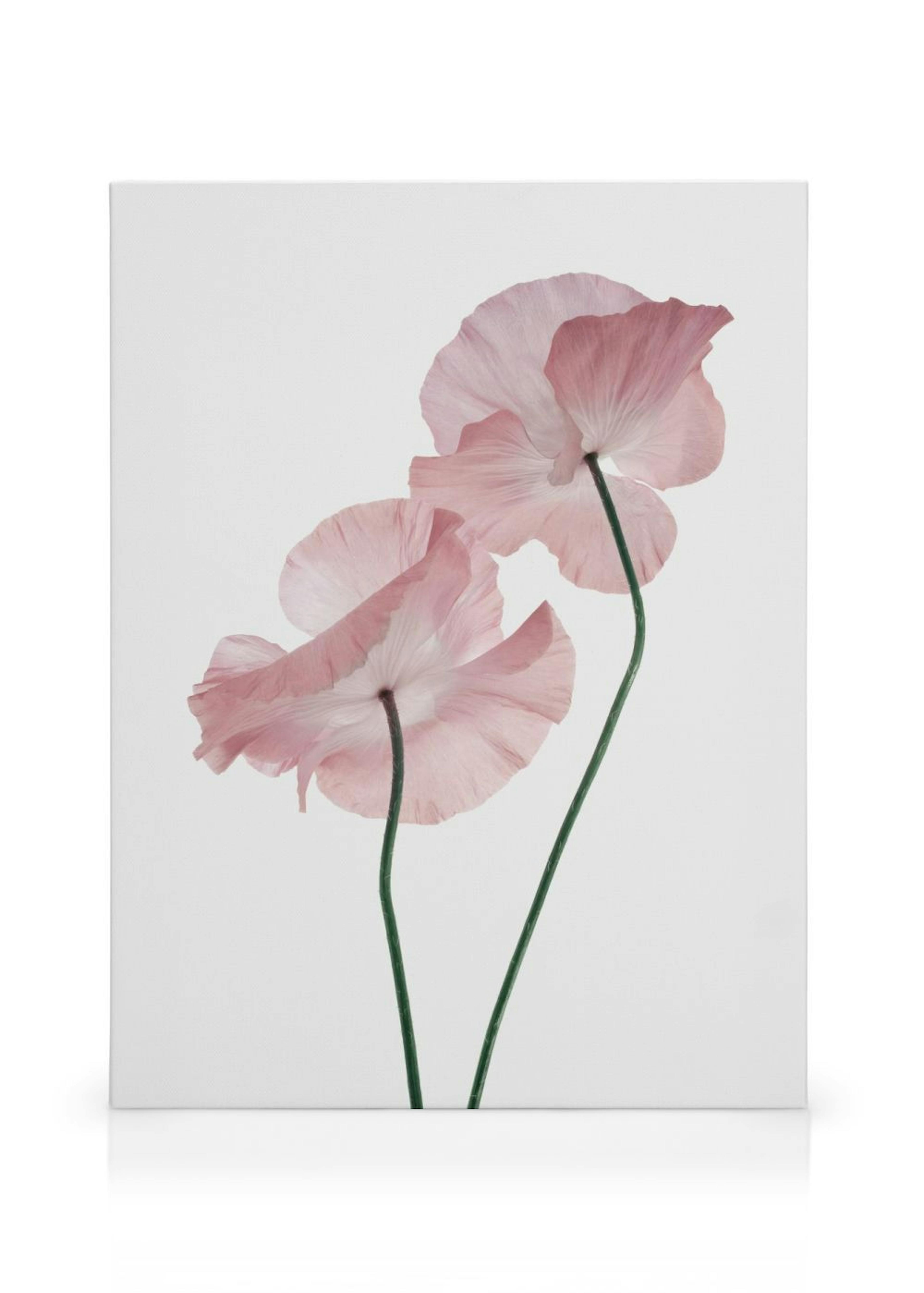 Pink Poppies Canvas print