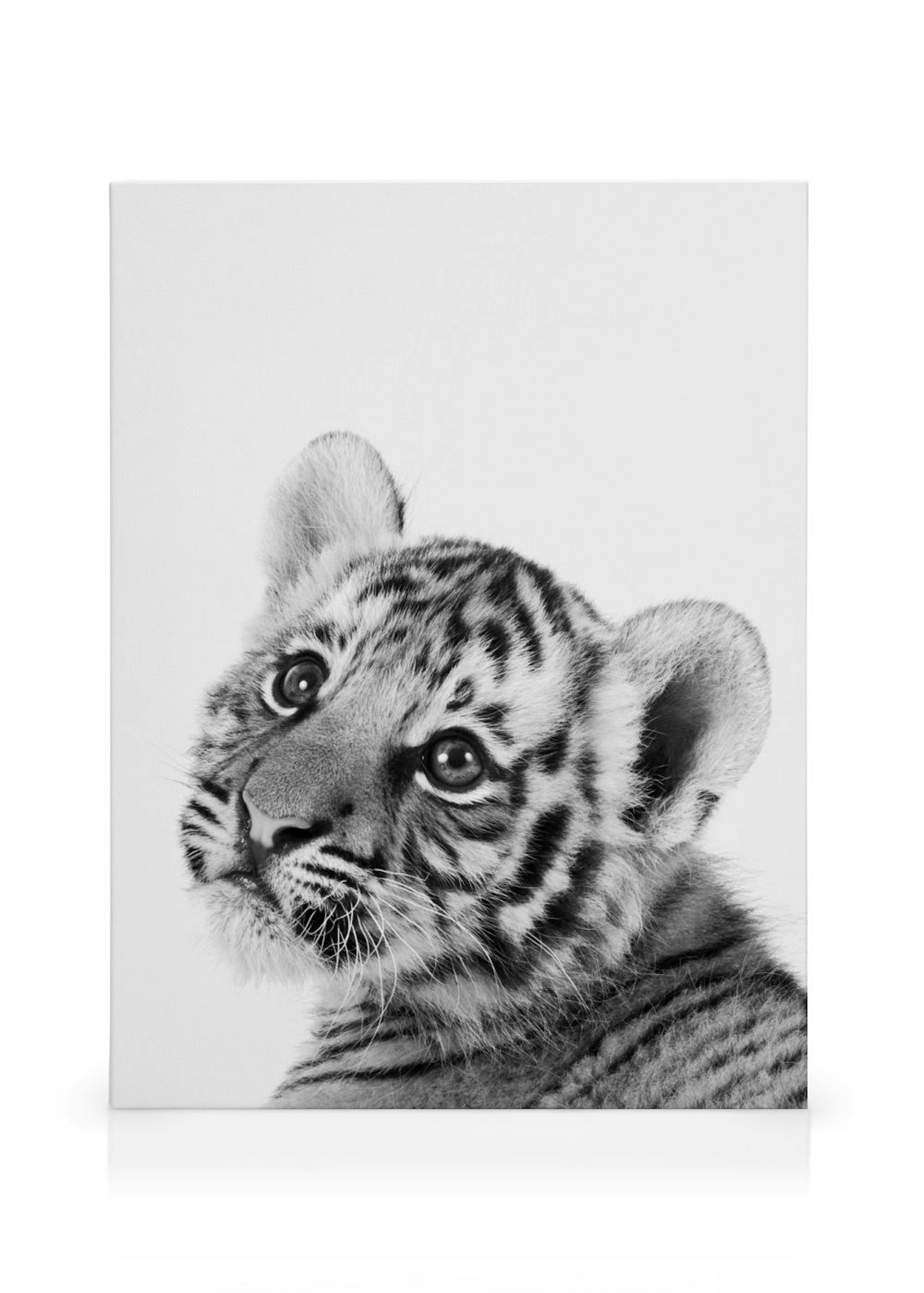 Baby Tiger Obraz na plátne