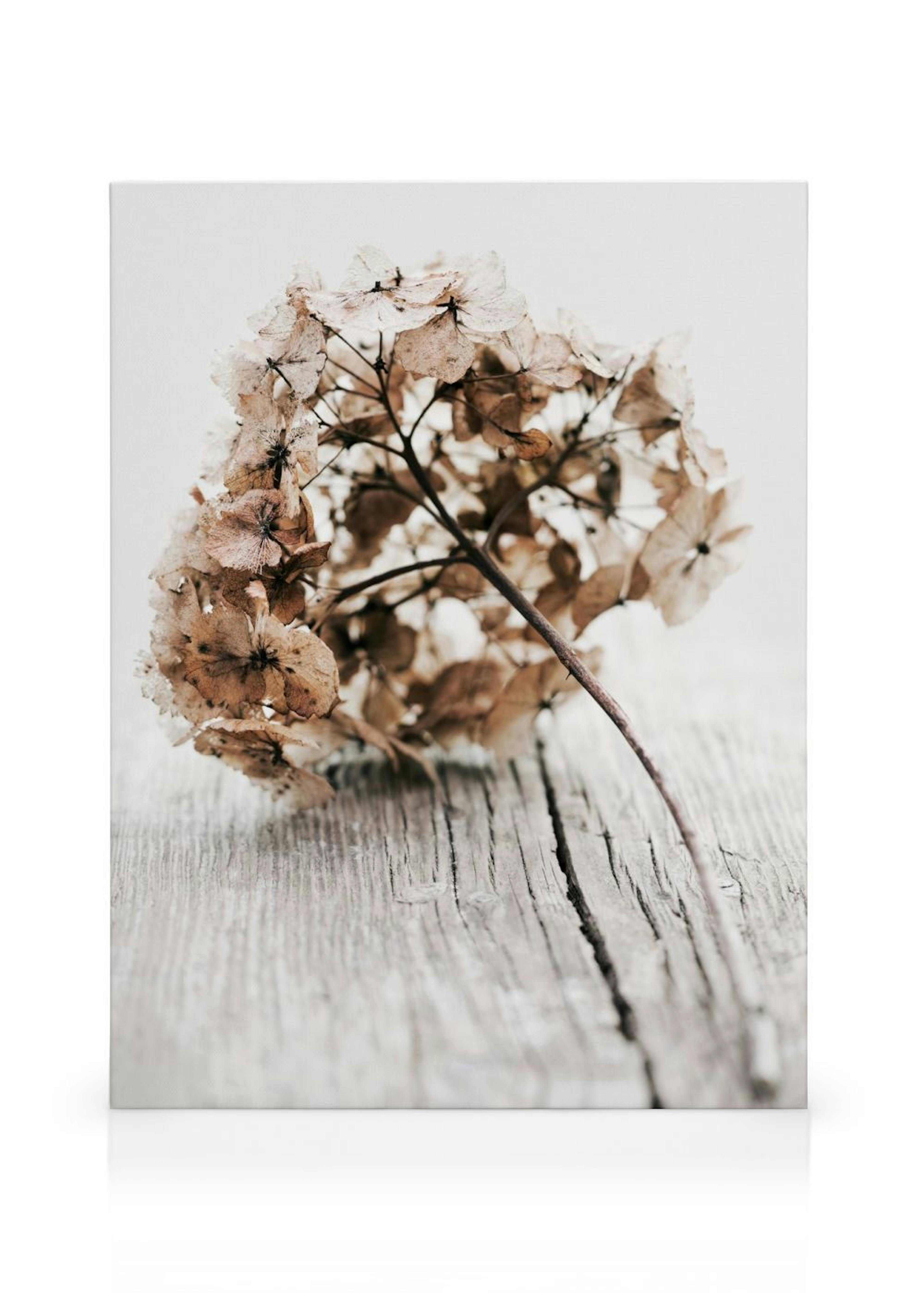 Hydrangea Twig Leinwandbild