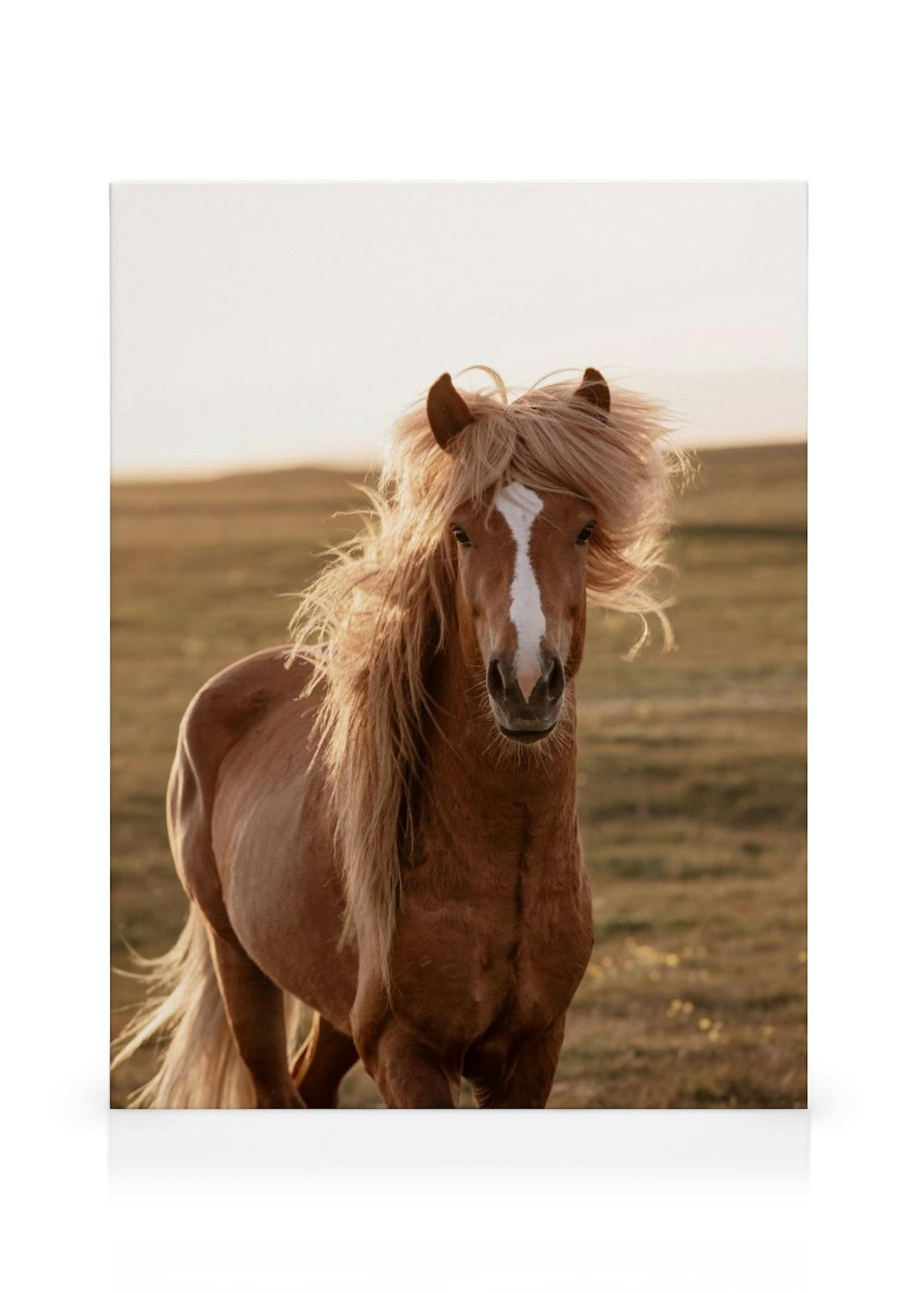Golden Horse Leinwandbild