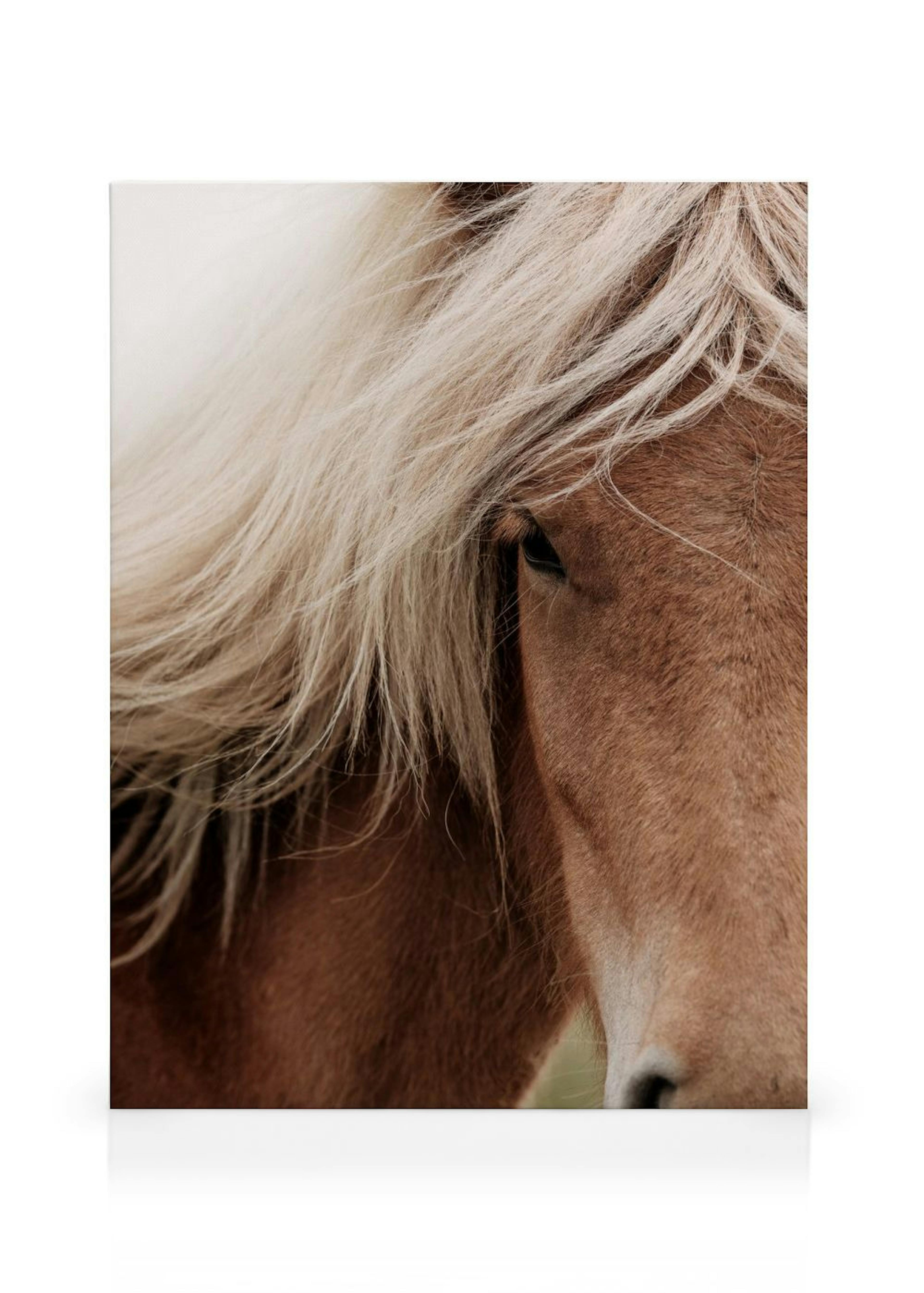 Chestnut Horse Canvas print
