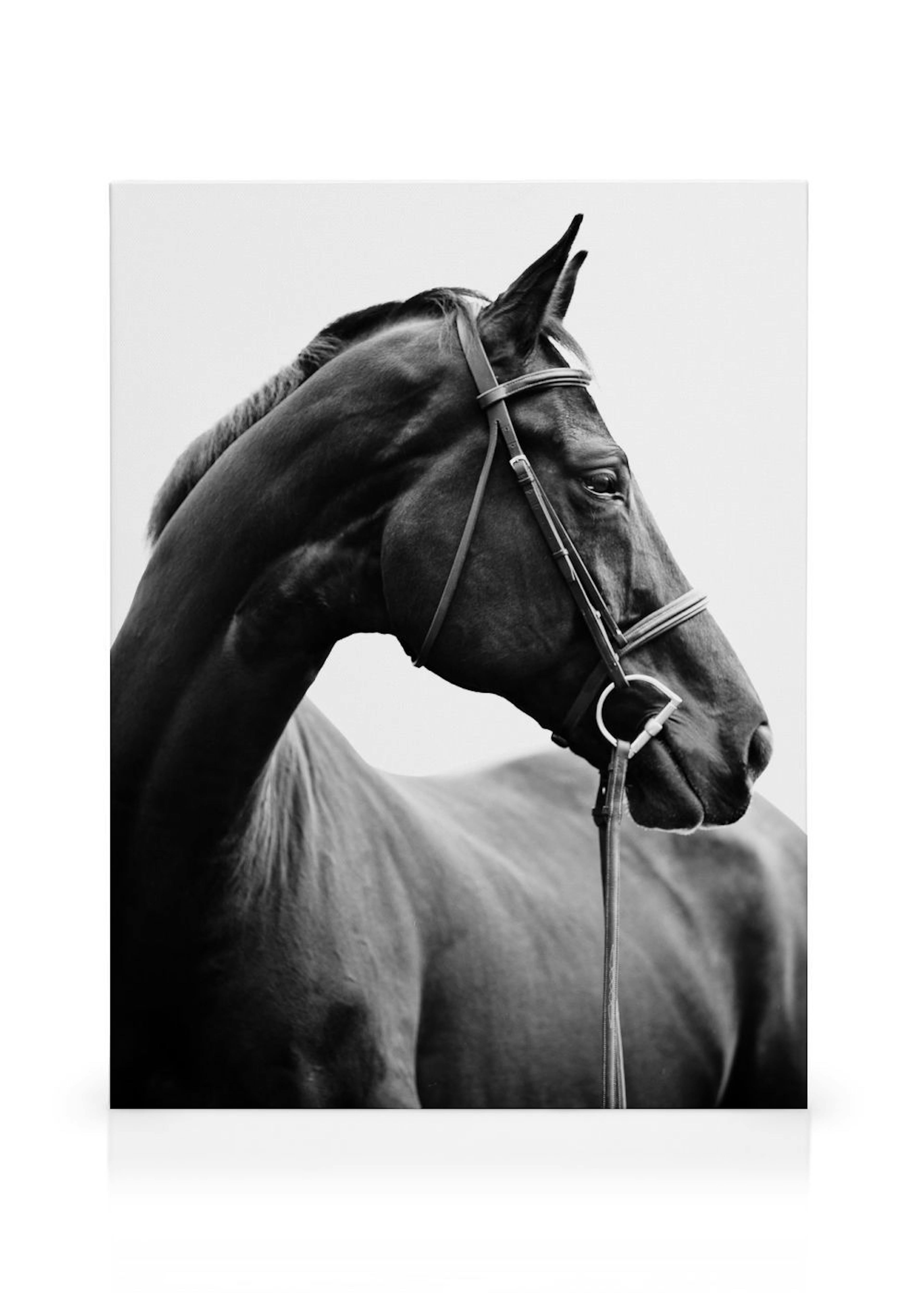 Portrait of Horse Leinwandbild