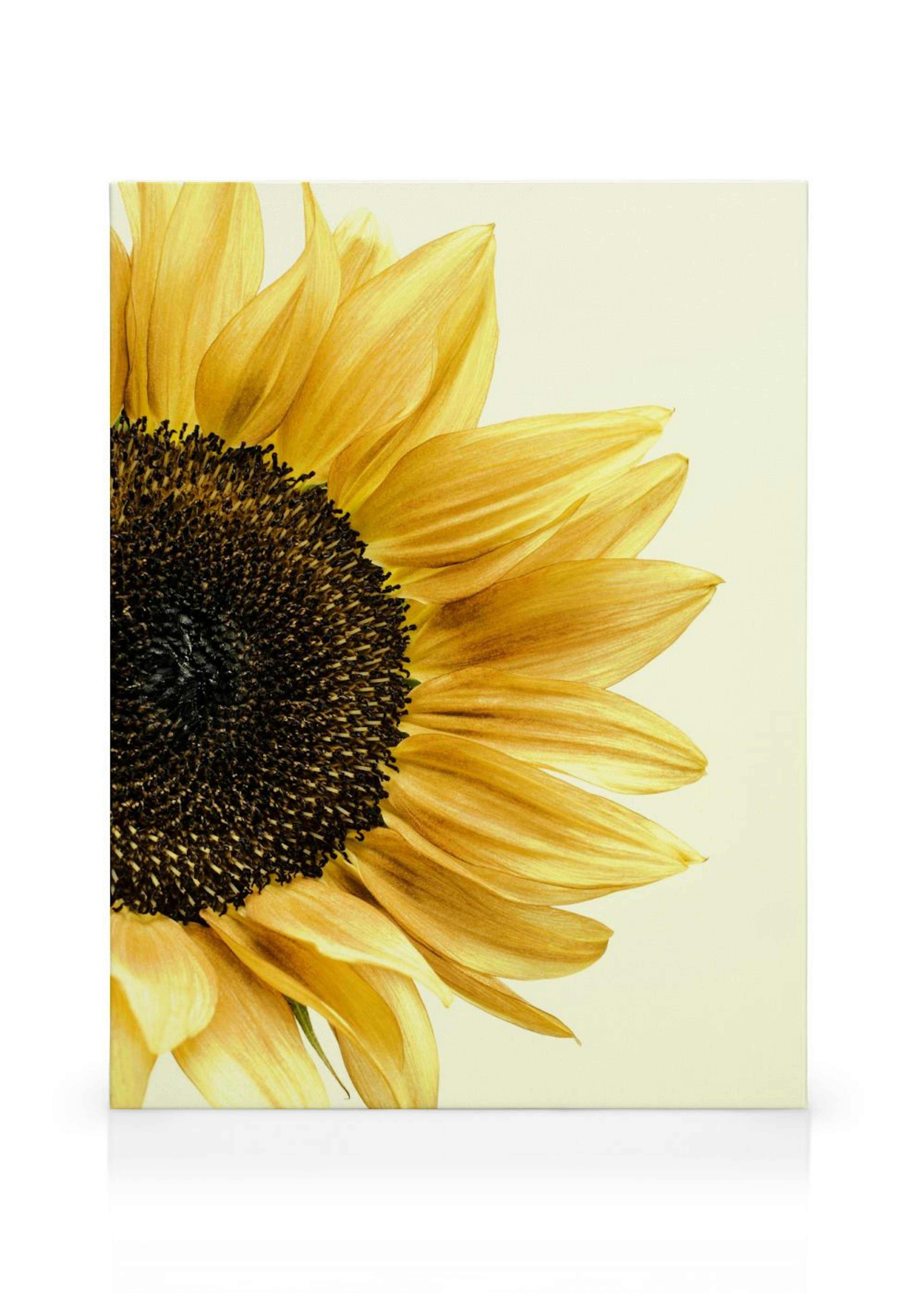 Sunflower Tela