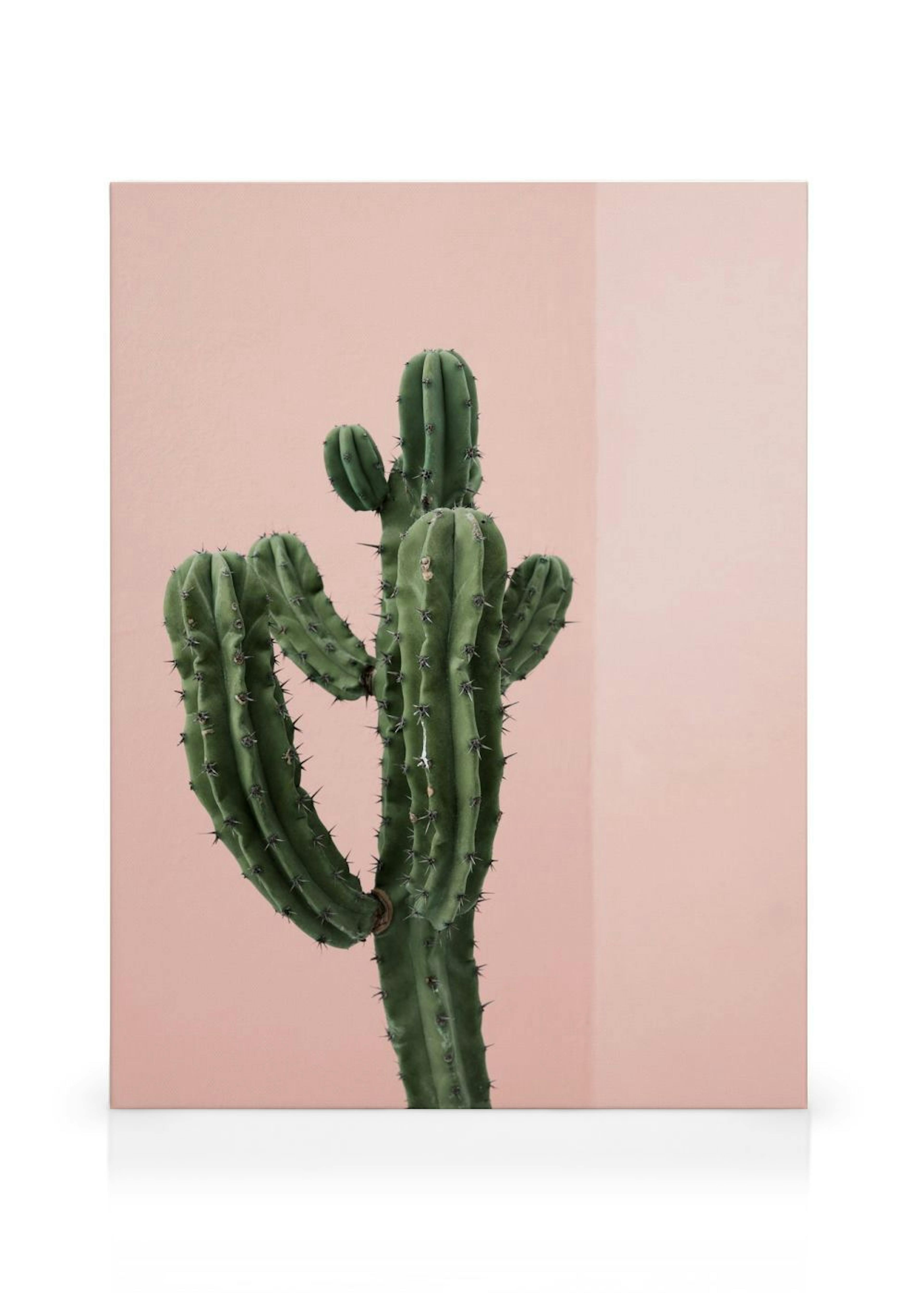 Cactus Corner Canvas print