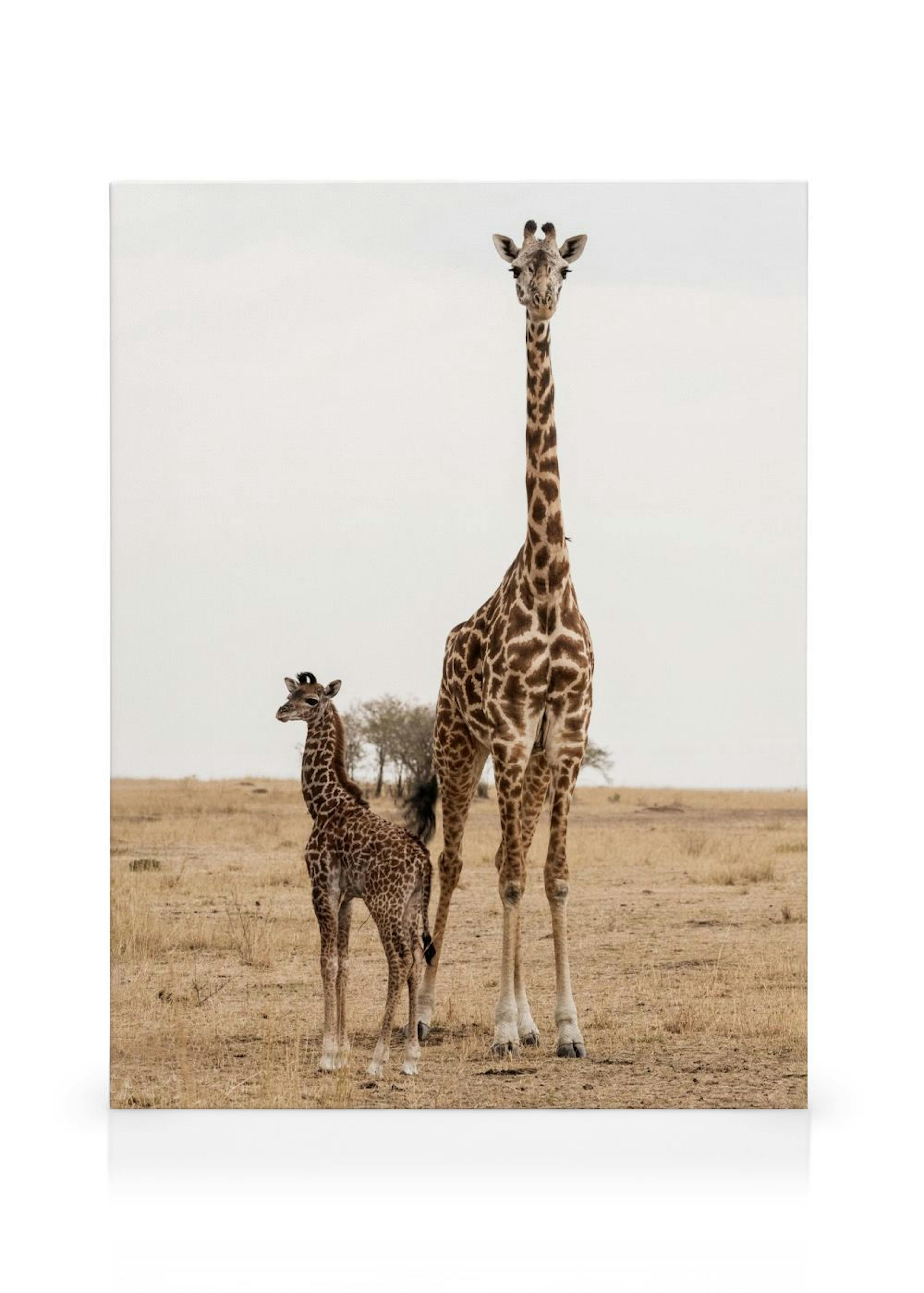 Mother and Baby Giraffe Canvas print
