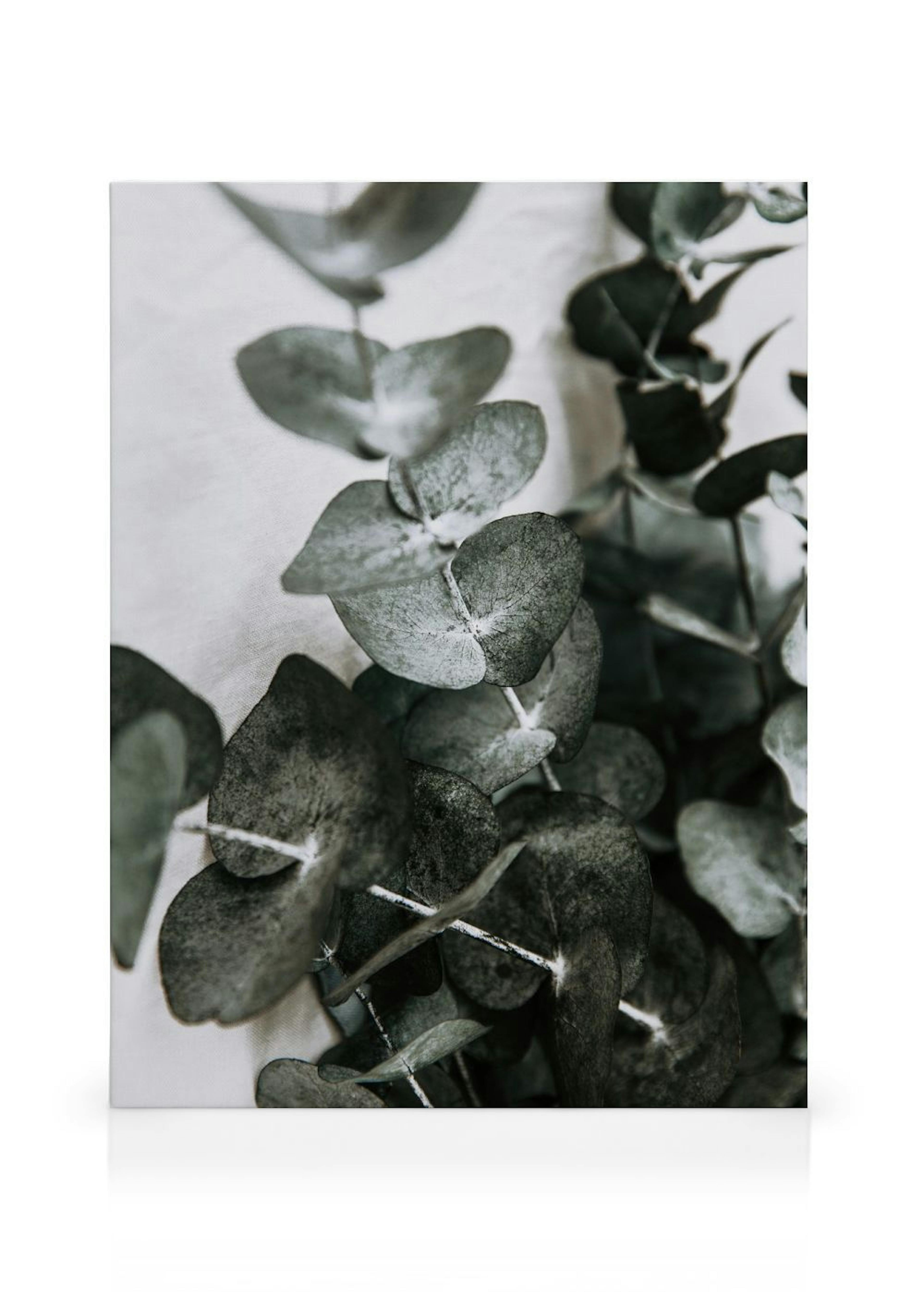 Eucalyptus Bouquet No1 Quadro em tela
