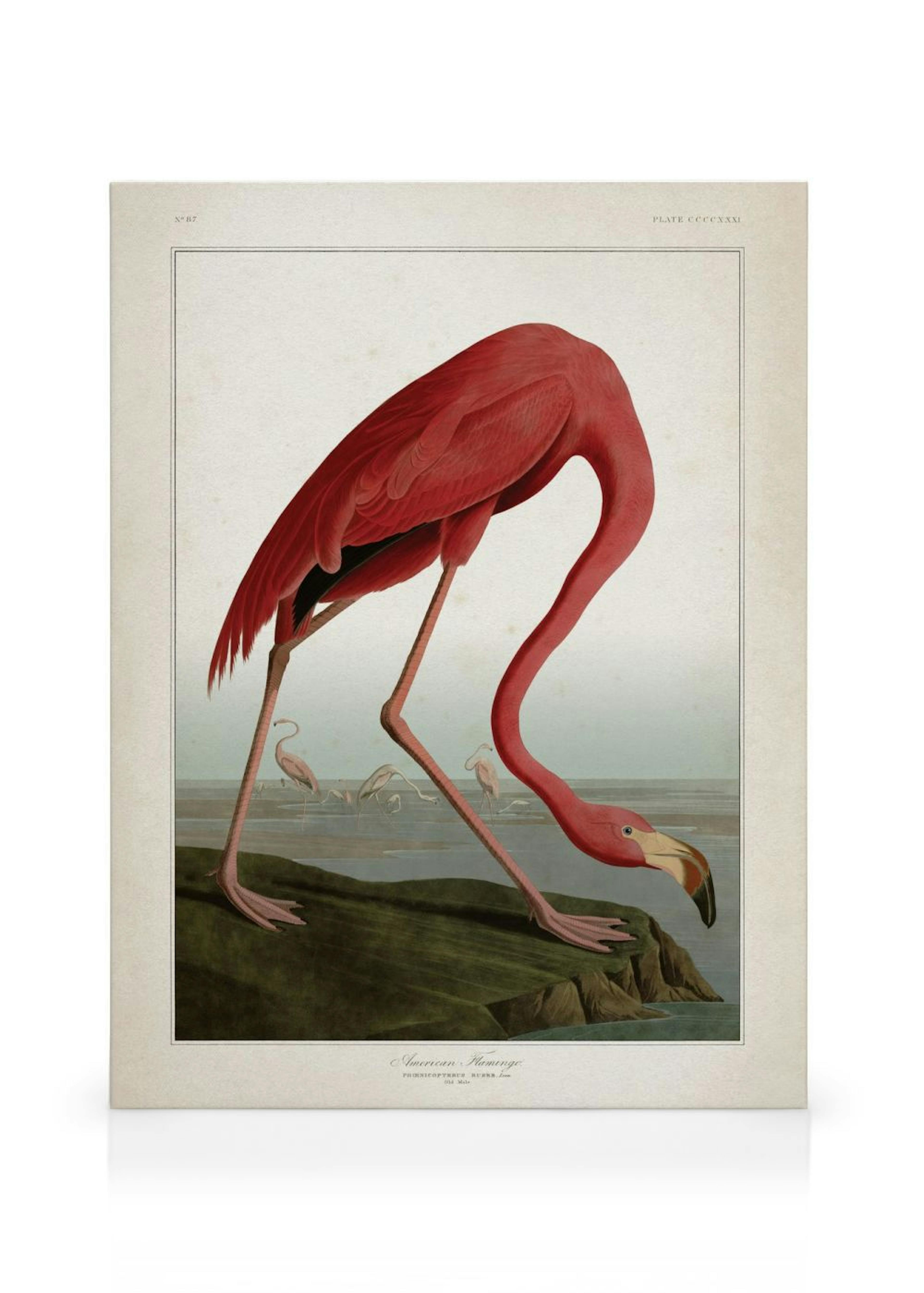 American Flamingo Obraz na płótnie