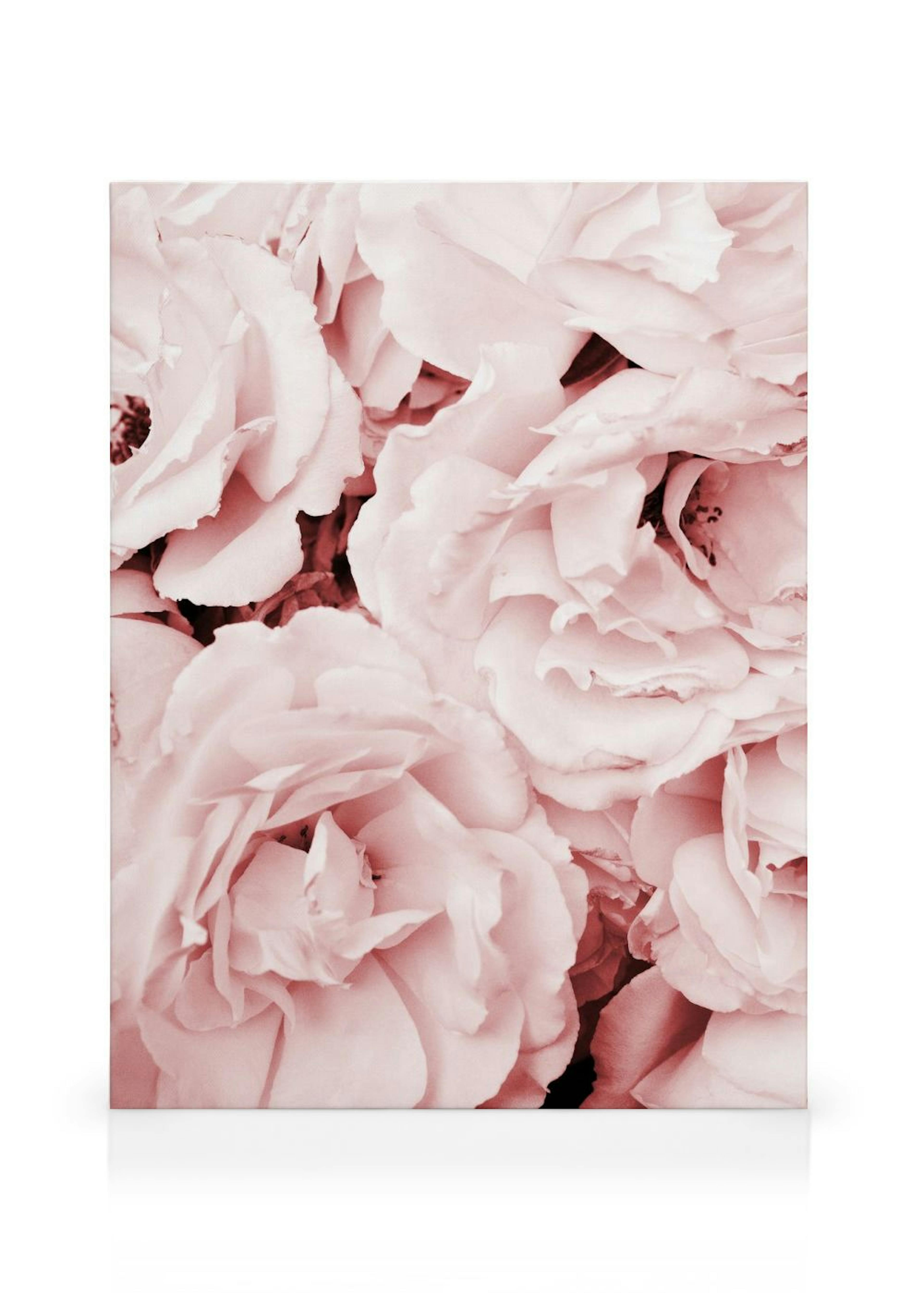 Close Up Pink Roses Canvas print