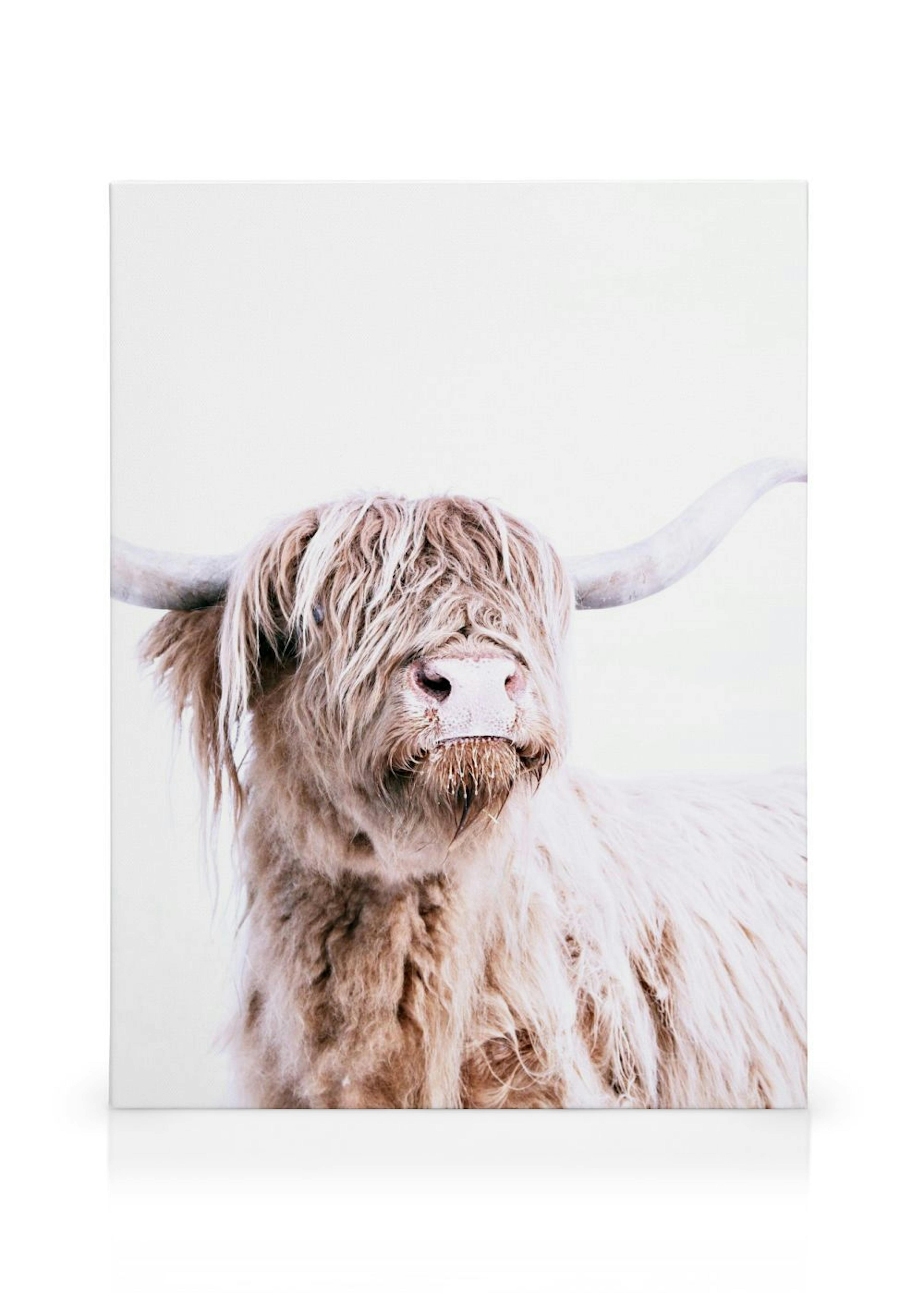 Highland Cattle Portrait Canvas print