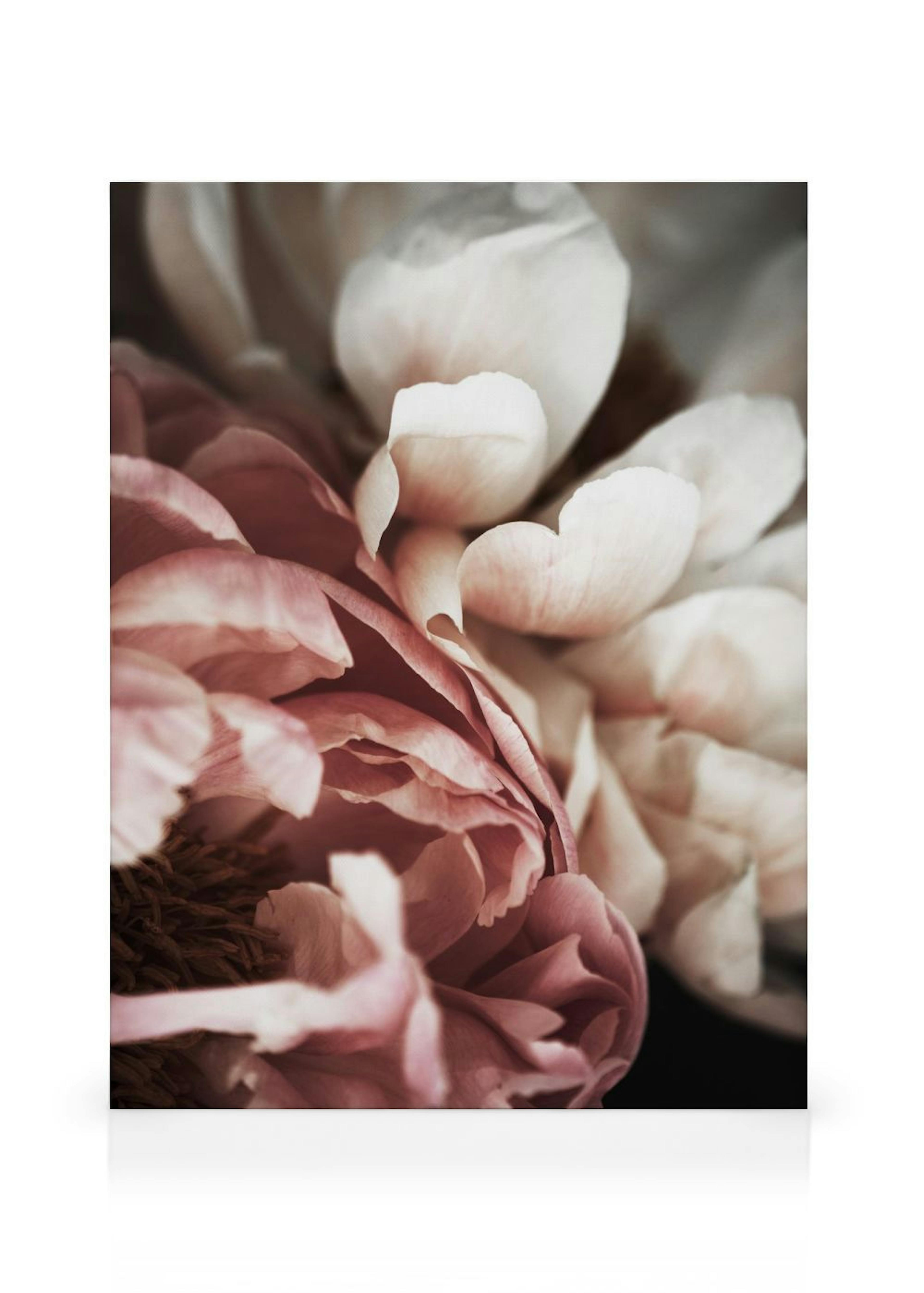 Pink and White Peony Kanvaasi