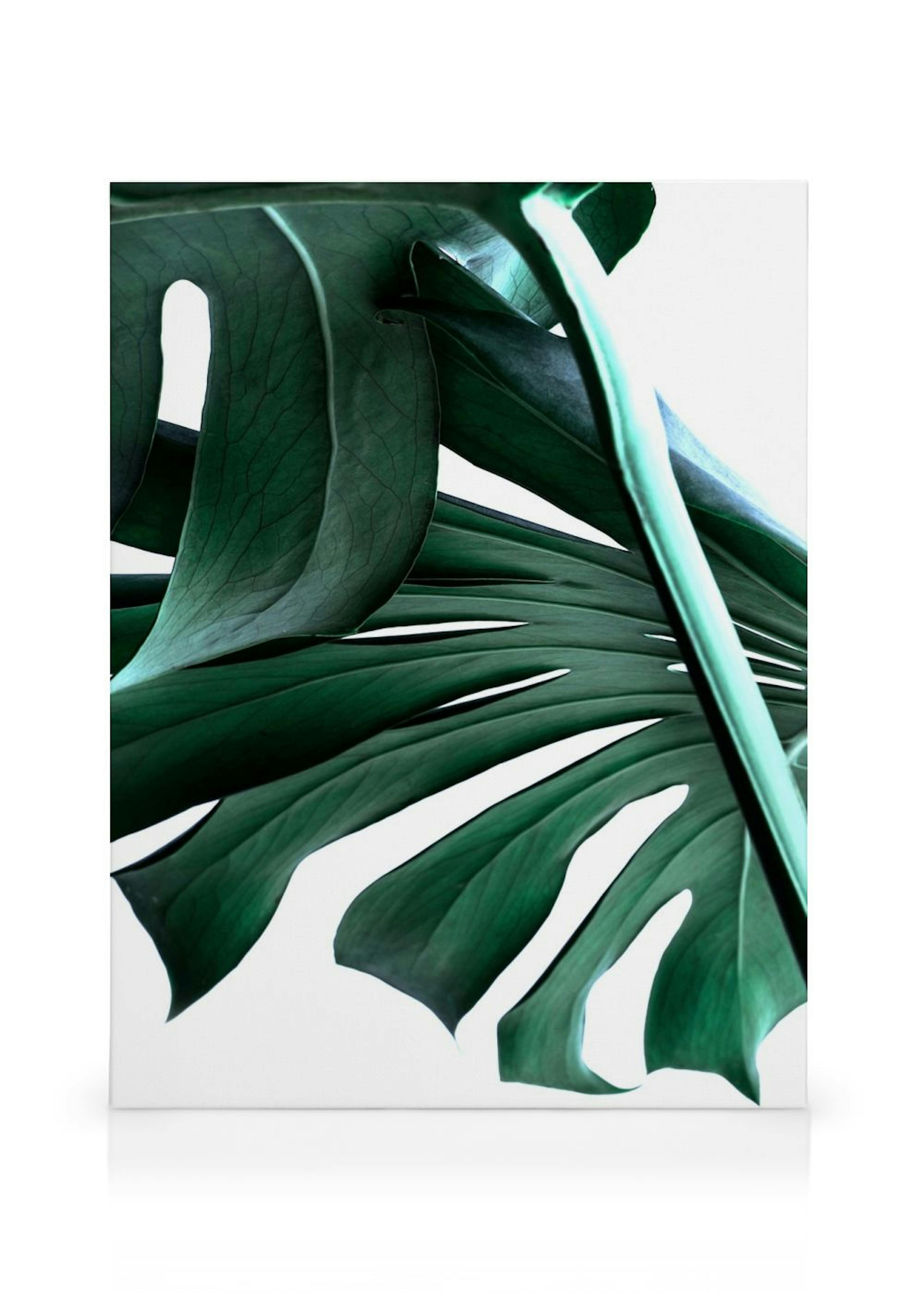 Big Monstera No.2 Quadro em tela