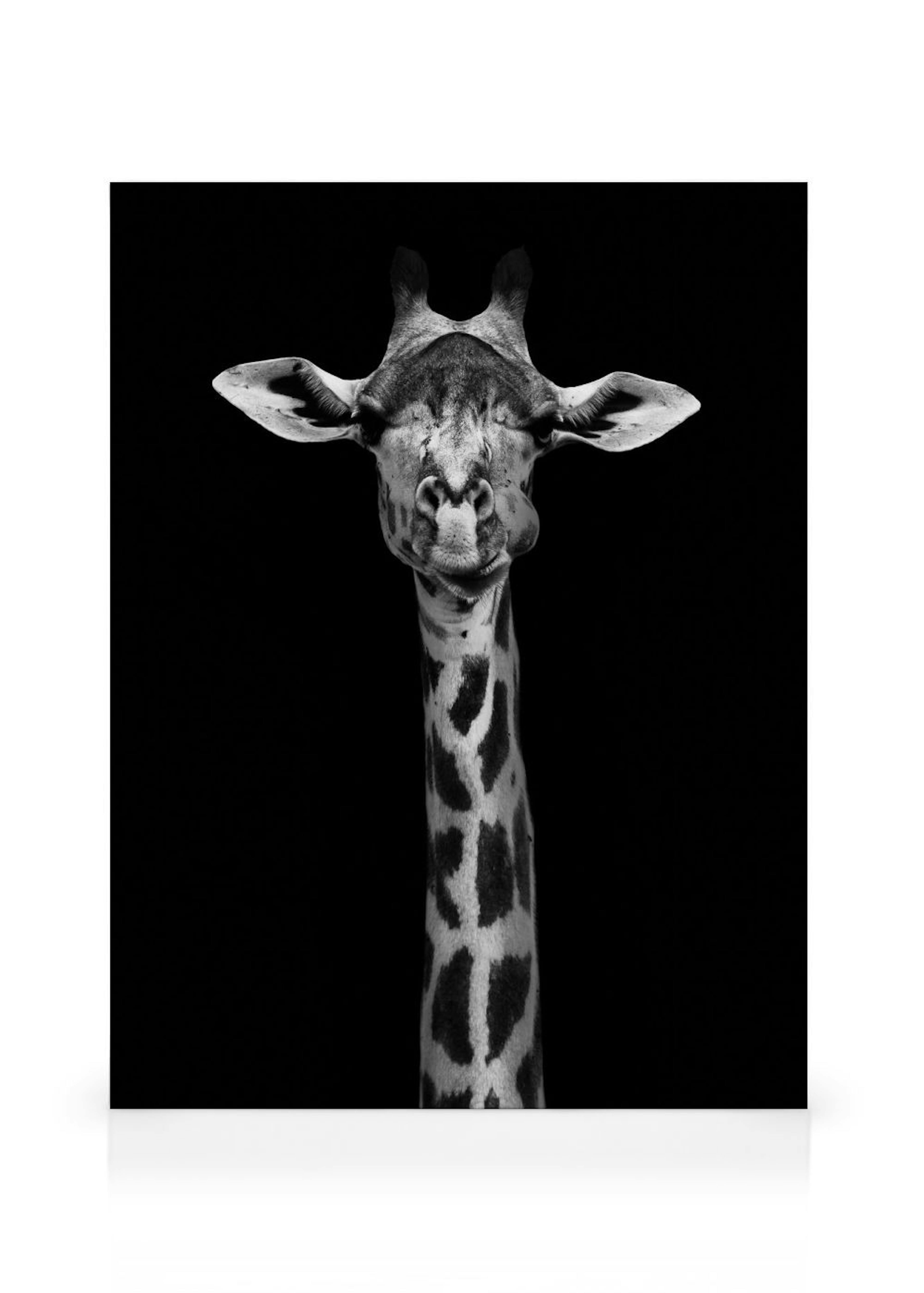 Giraffe on Black Canvas print