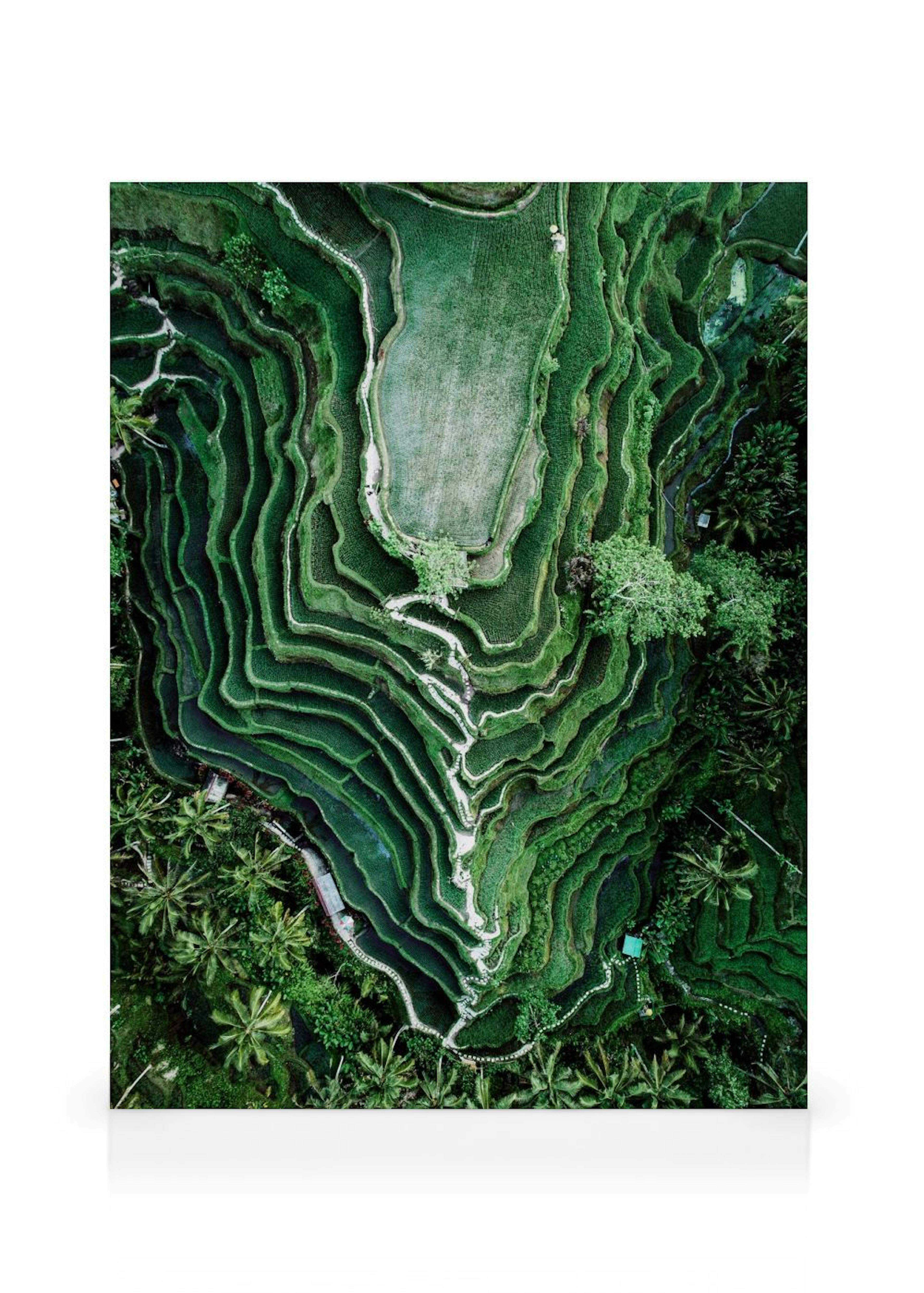 Rice Terraces Canvas