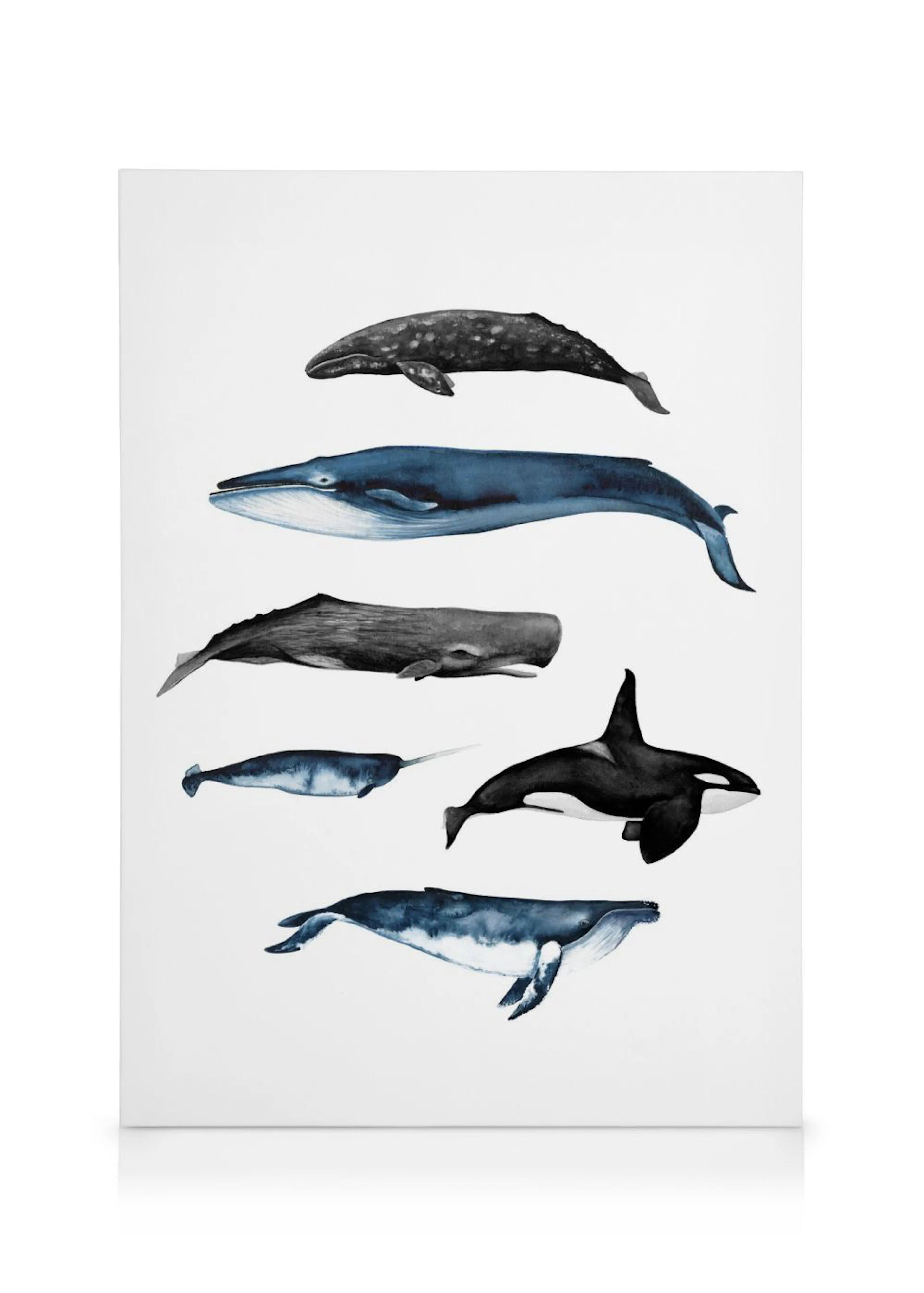 Ilustración de ballenas y delfines azules y negros sobre fondo blanco, temática oceánica.