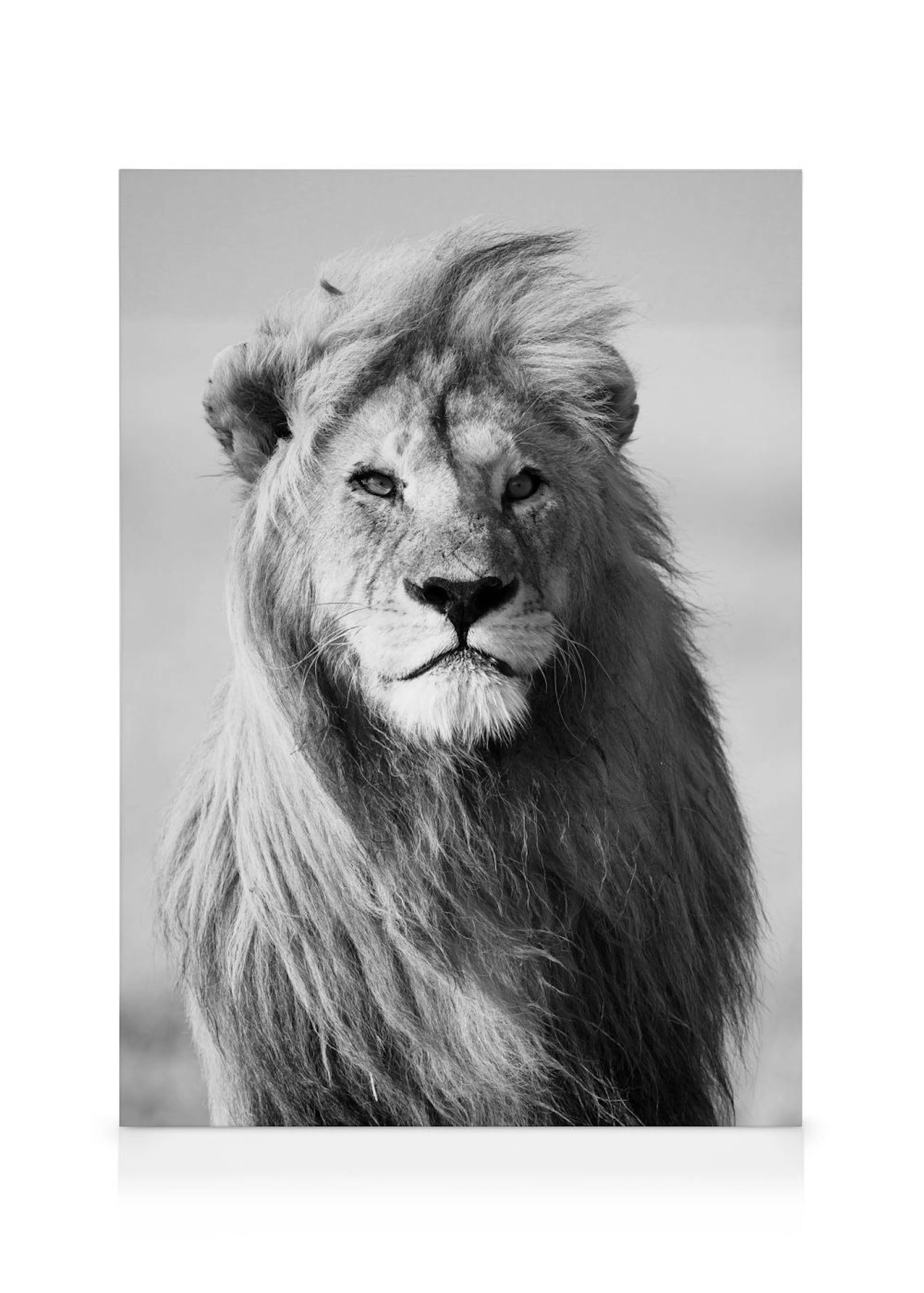 Black and white lion canvas print, featuring a striking front-facing portrait of a regal lion with a full mane.