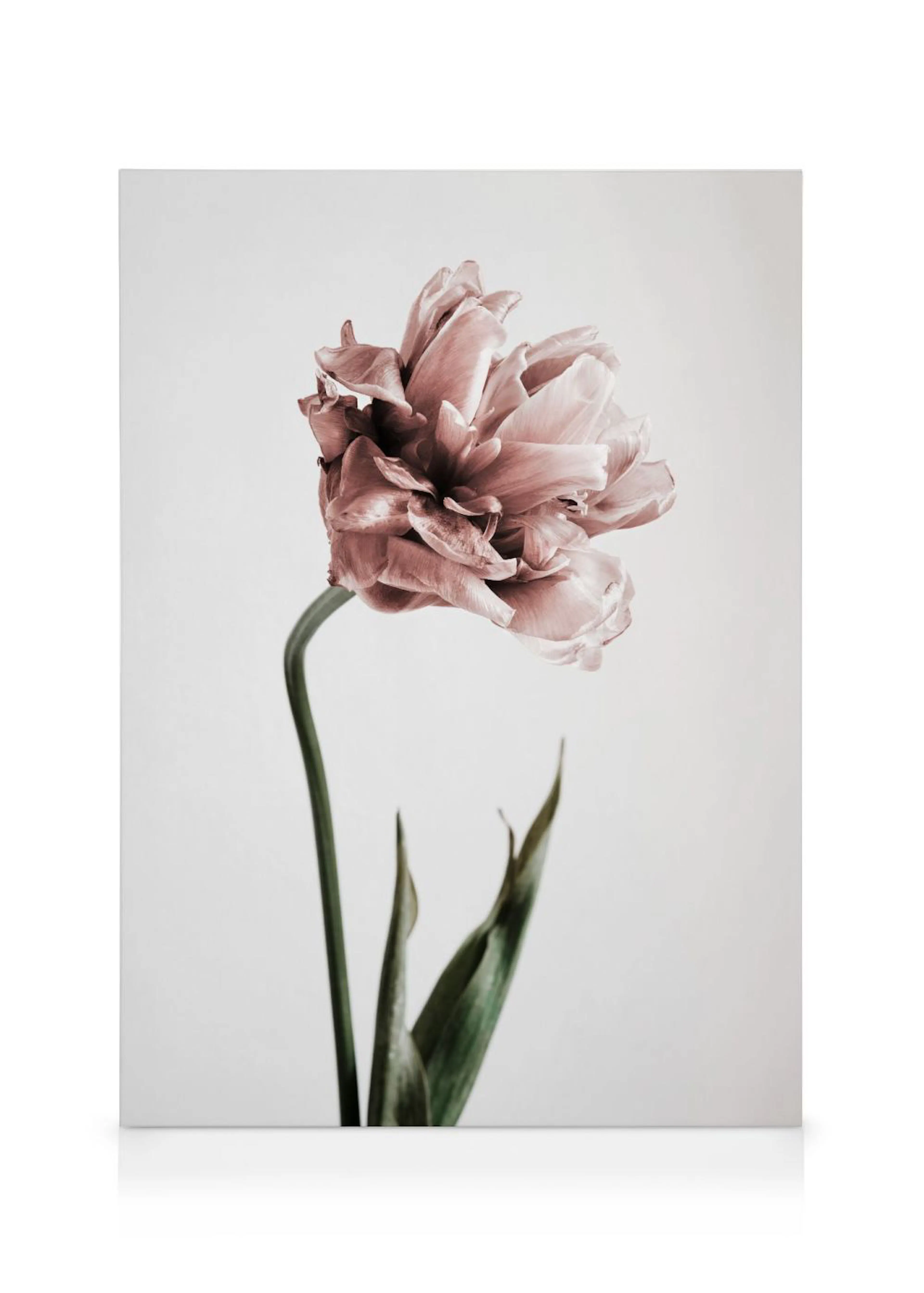 Pink tulip flower with green stem and leaves on a plain white background, a floral canvas print.