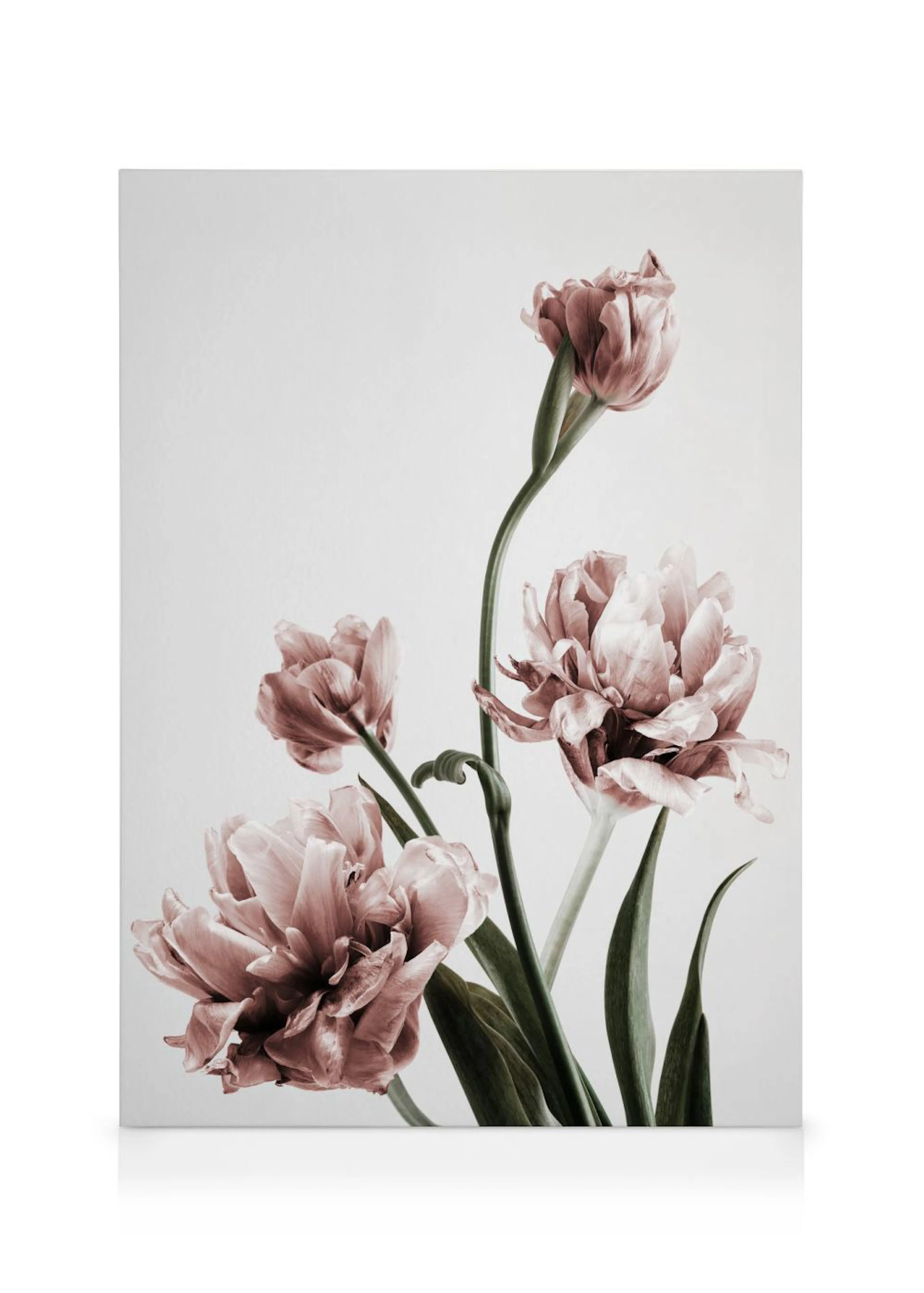 Leinwandbild mit vier rosa Tulpen, elegant auf weißem Hintergrund, natürliche Blumenkunst.