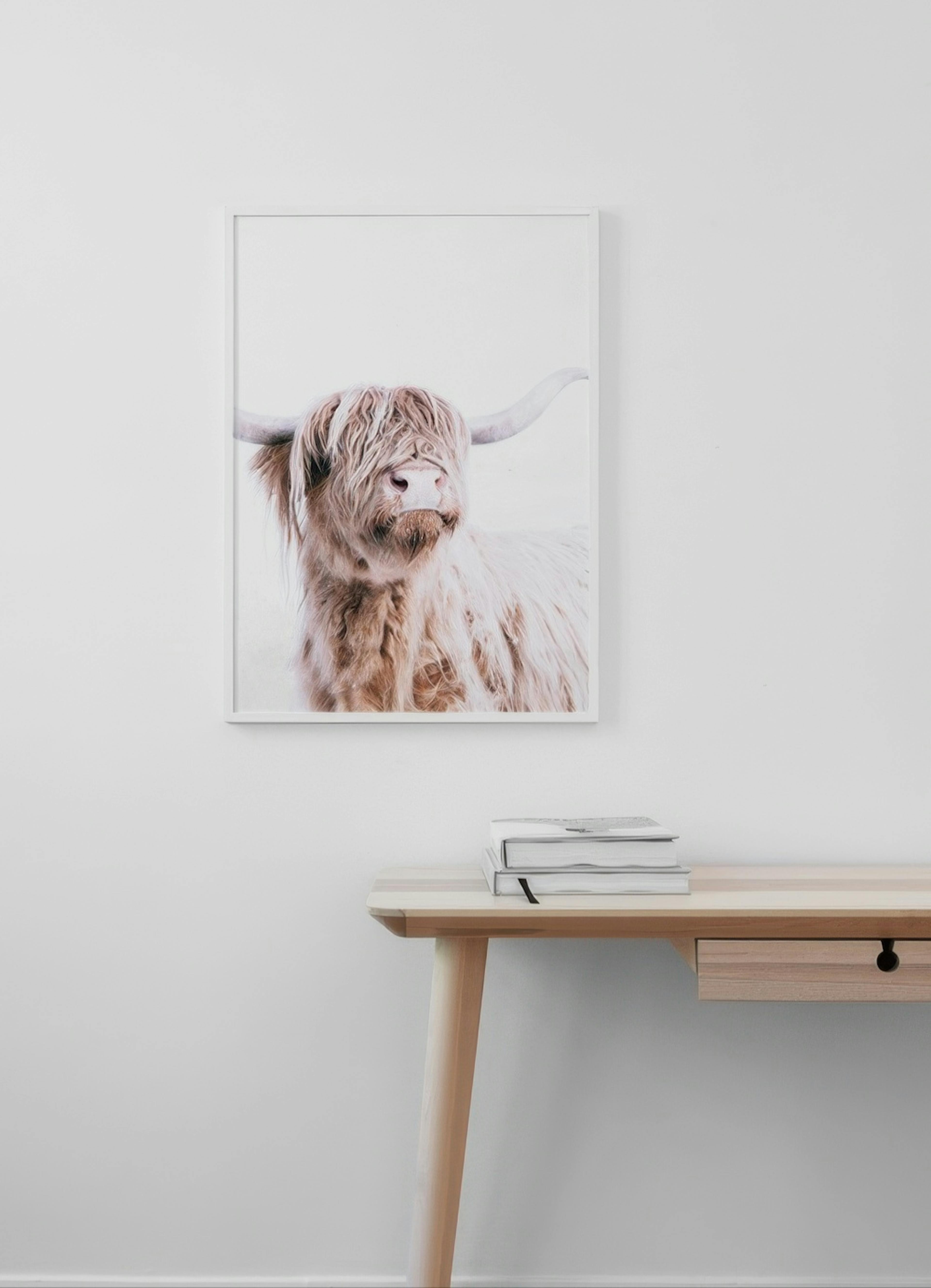 Highland Cattle Portrait Plagát